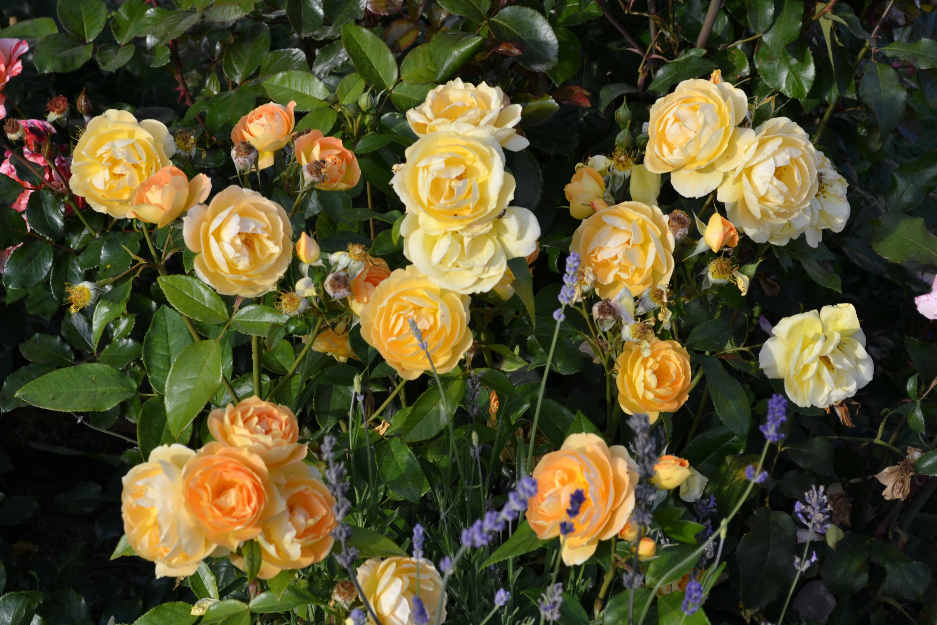 Yellow and orange roses with lavender HD Wallpaper