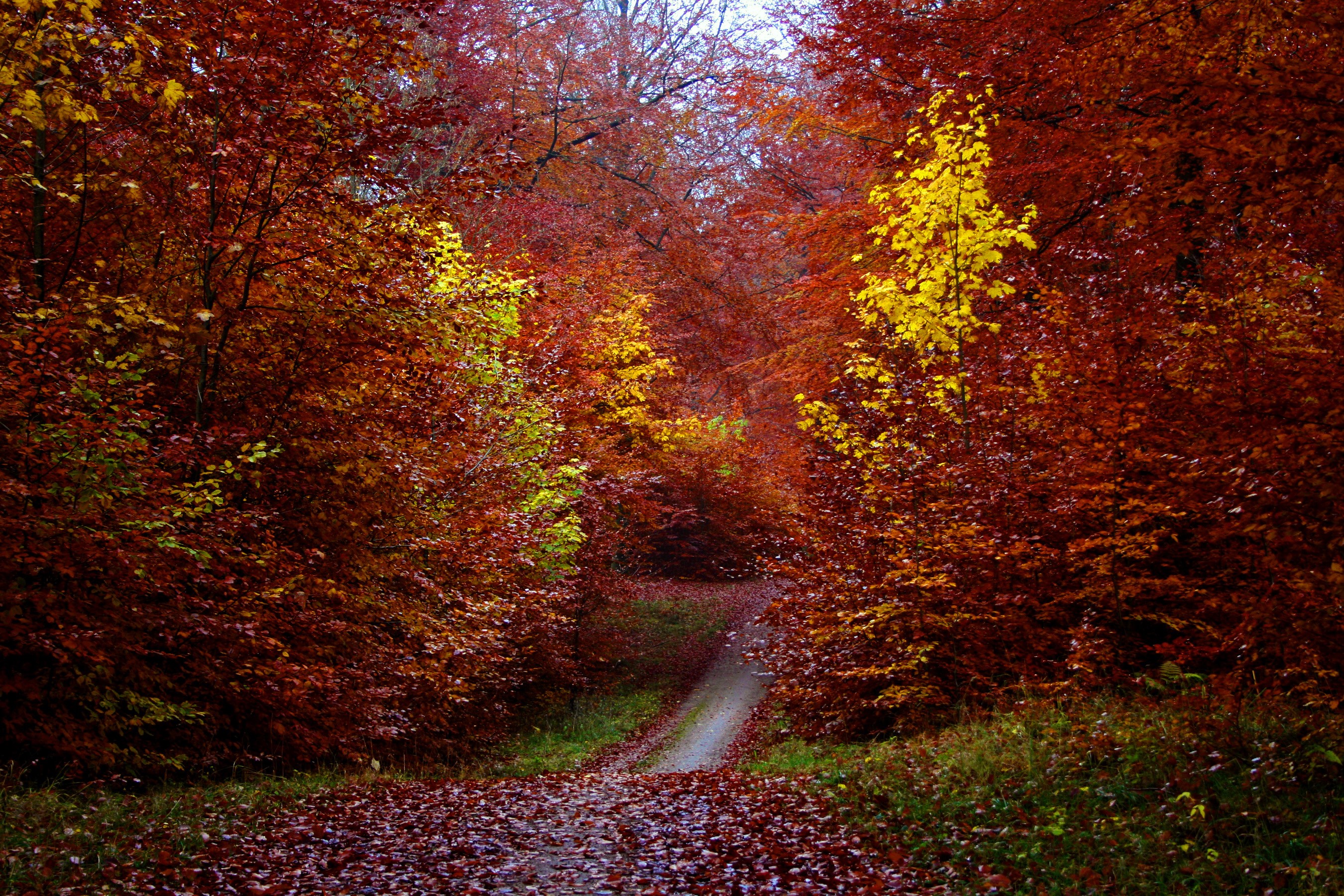 Autumn forest path with red and yellow foliage HD Wallpaper