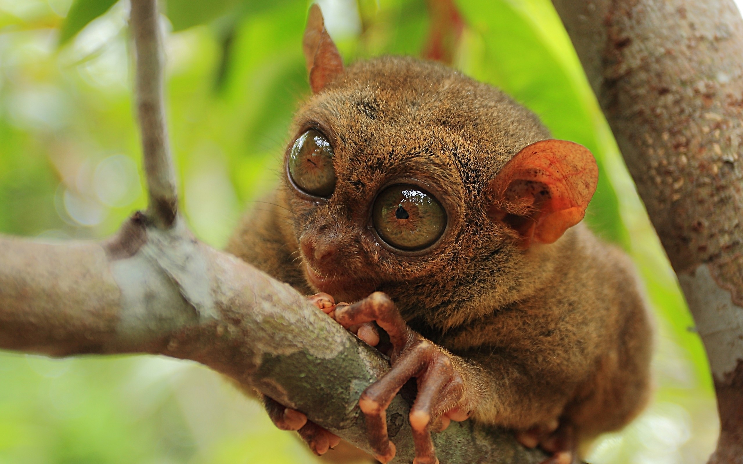 Philippine tarsier with large eyes on a branch HD Wallpaper