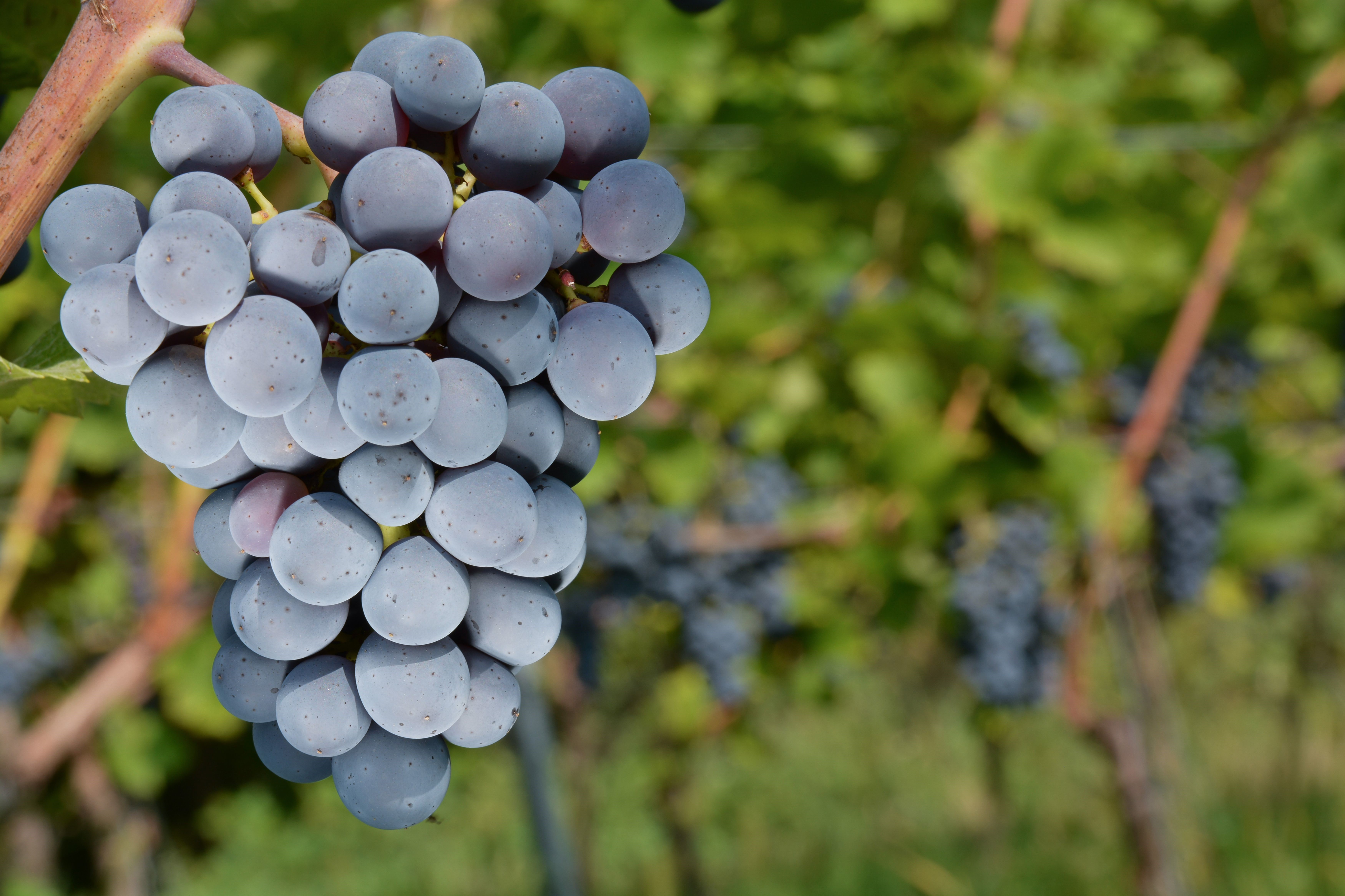 Close-up of a bunch of ripe red grapes on a vine HD Wallpaper