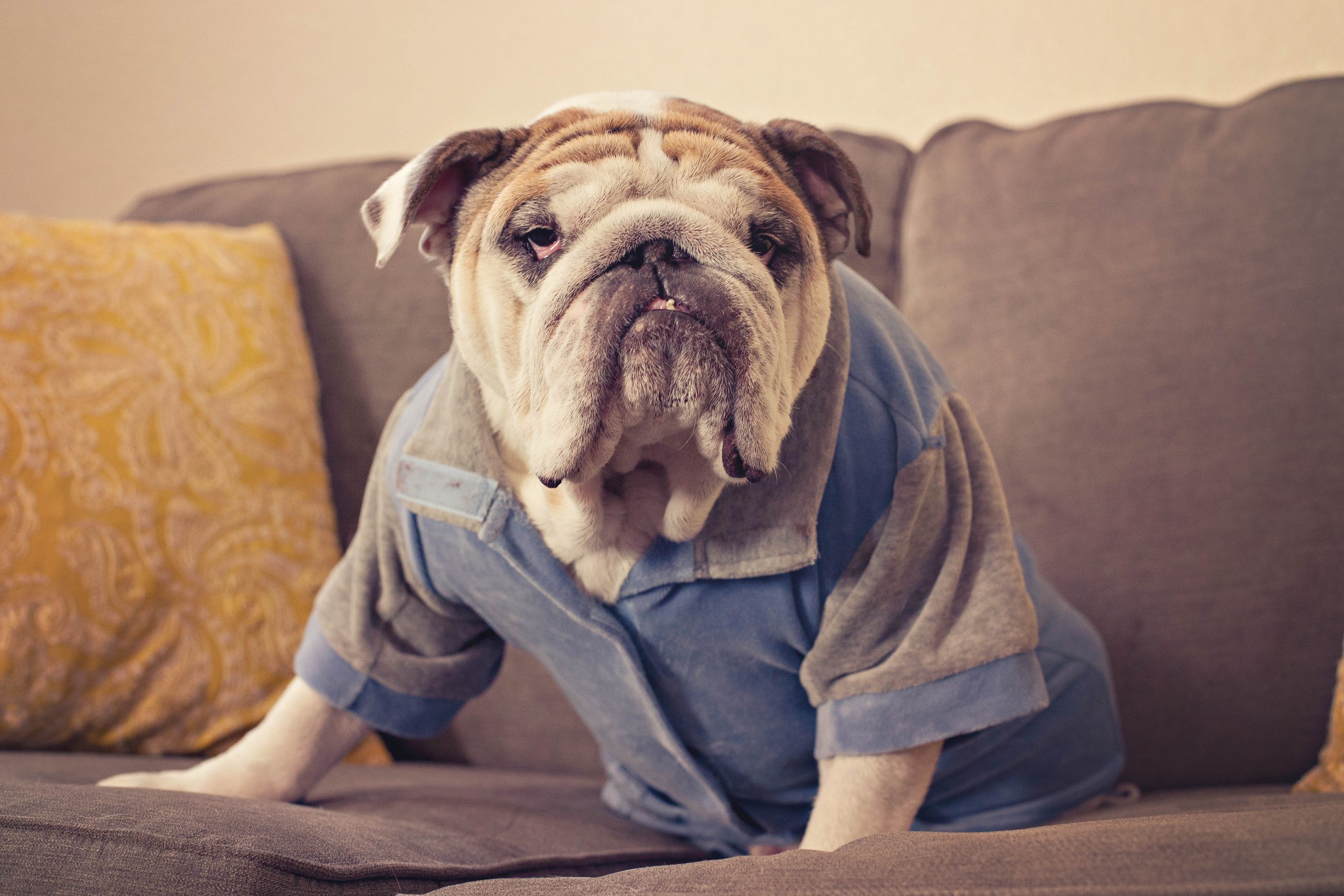 English Bulldog wearing a blue shirt on a couch HD Wallpaper