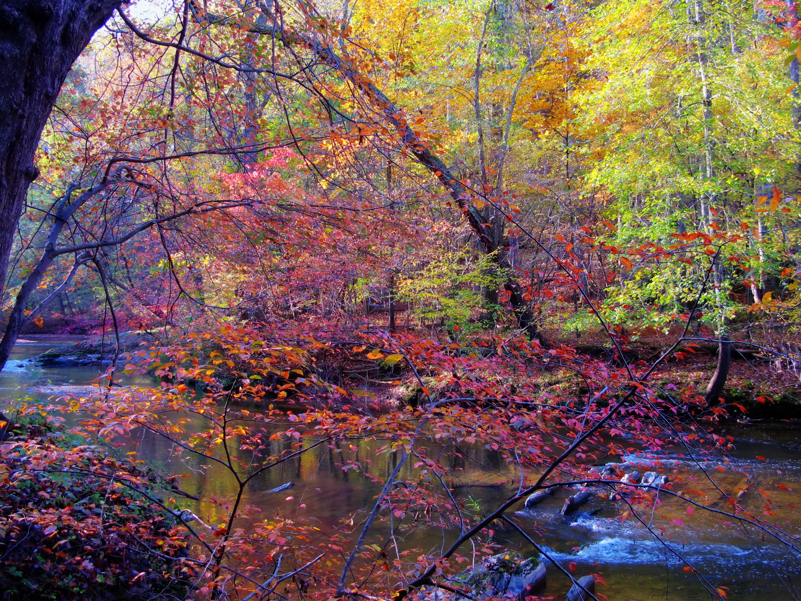 Autumn forest with a river and colorful trees HD Wallpaper
