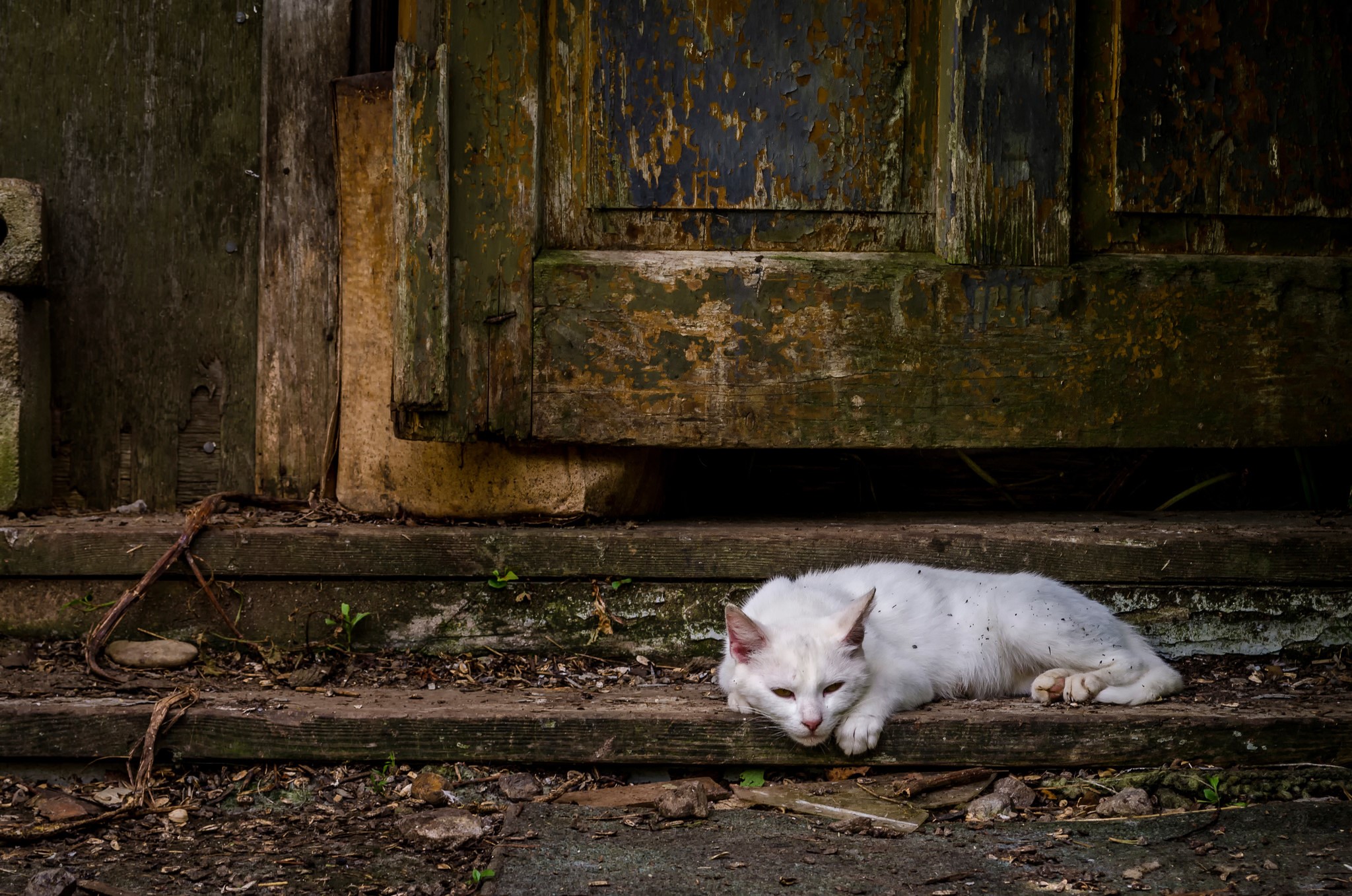 White cat lying on wooden steps in front of a weathered door HD Wallpaper