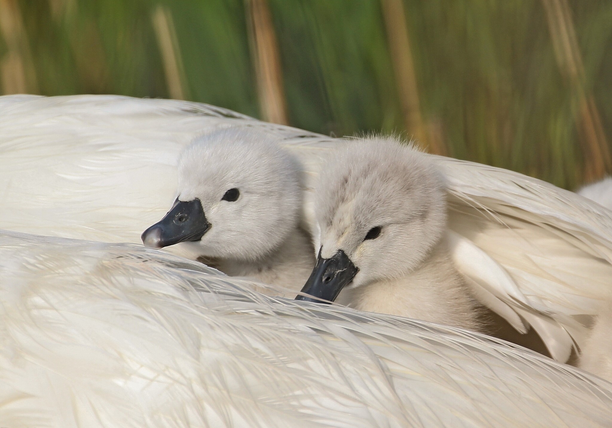 Two baby swans nestled in feathers HD Wallpaper