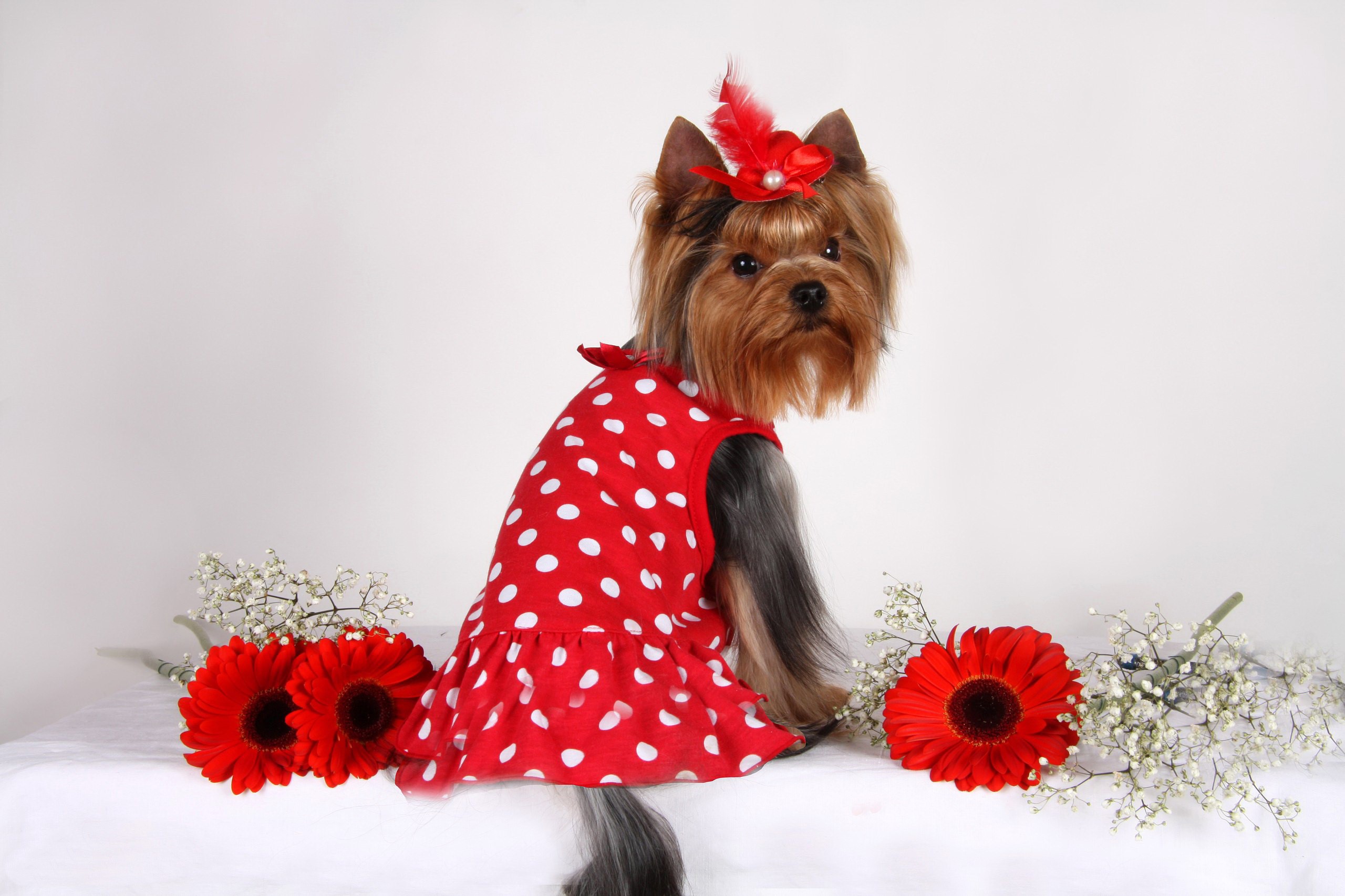Yorkshire Terrier in a red polka dot dress with flowers HD Wallpaper