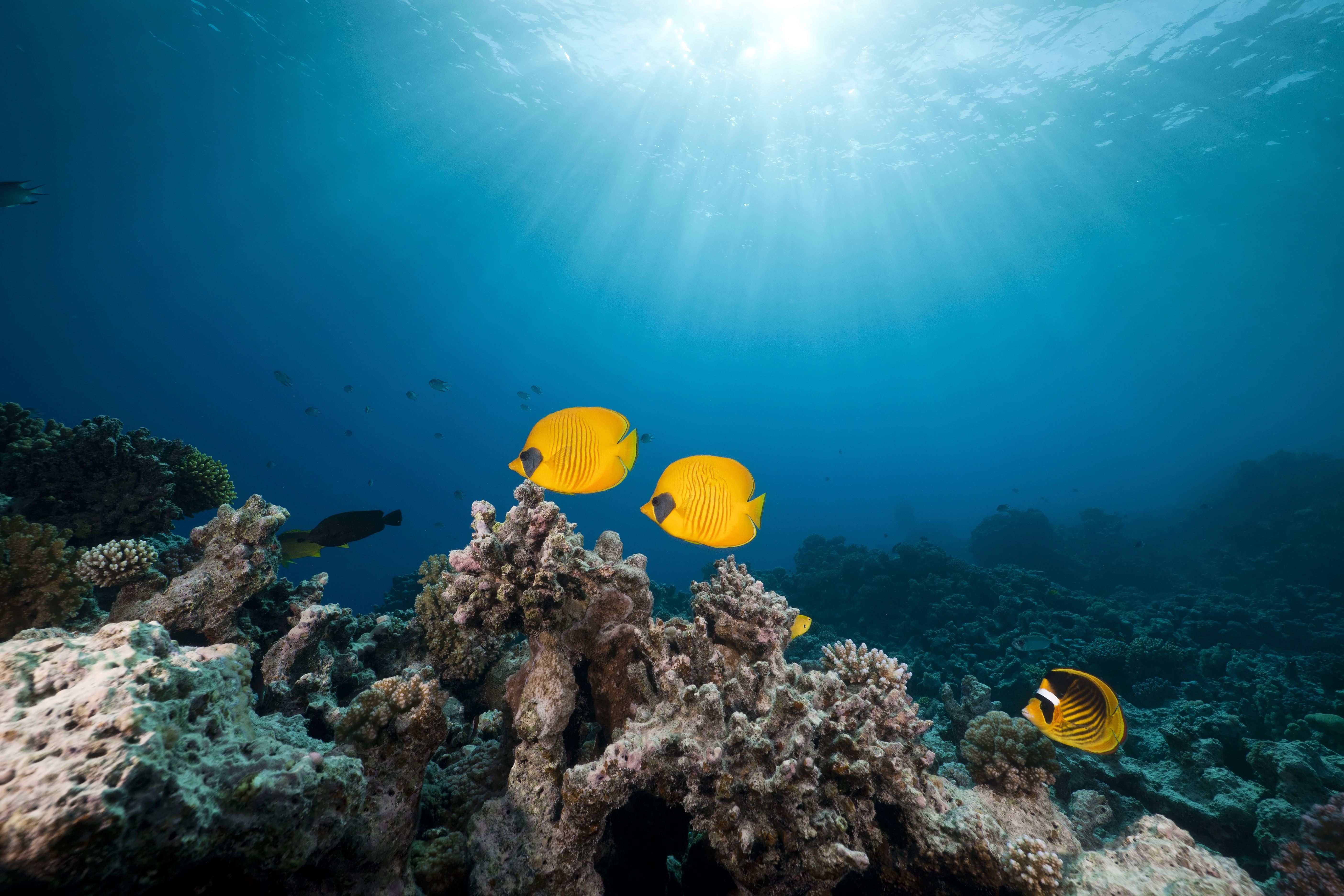 Underwater world with fish and coral HD Wallpaper