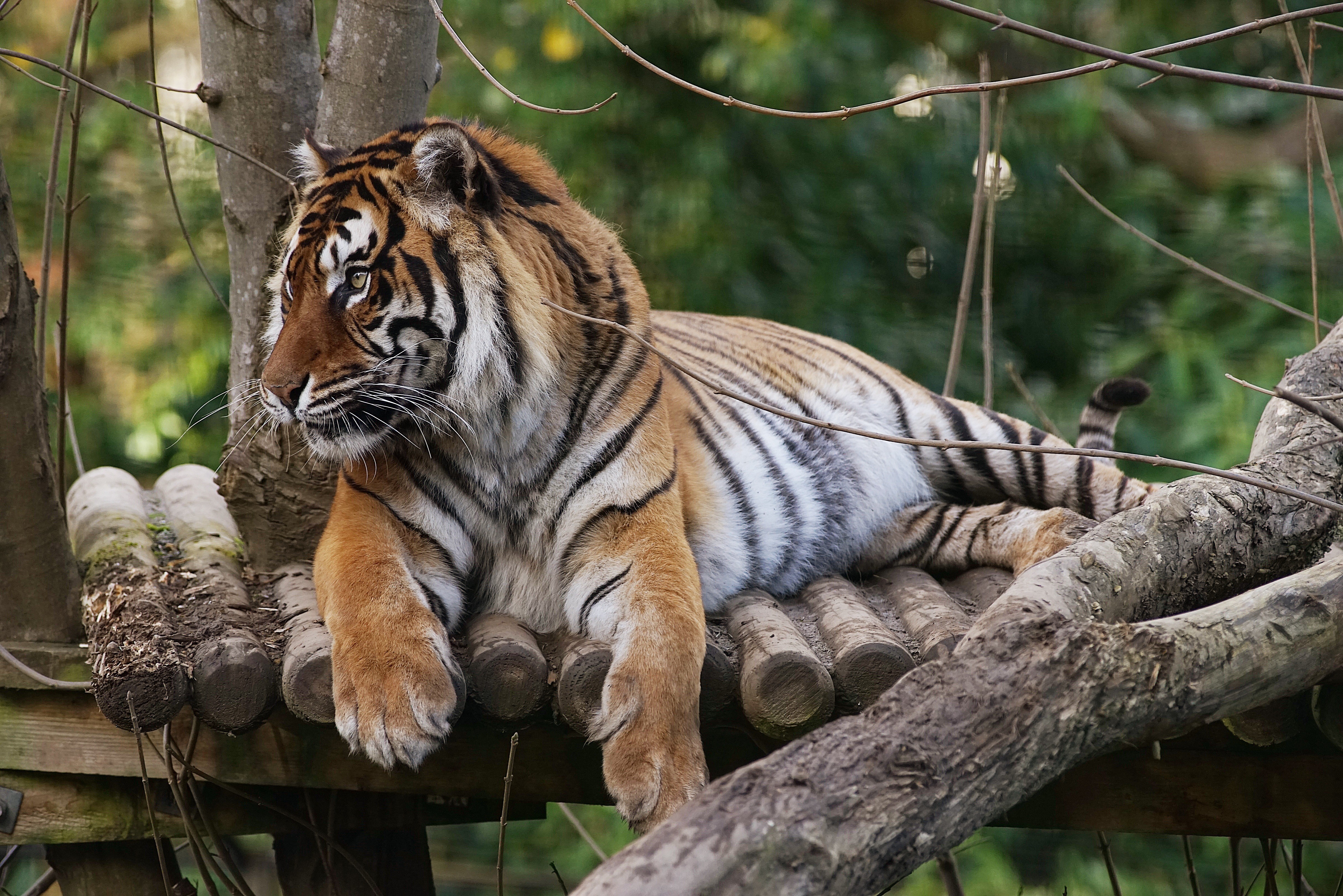 Tiger resting on a wooden platform HD Wallpaper
