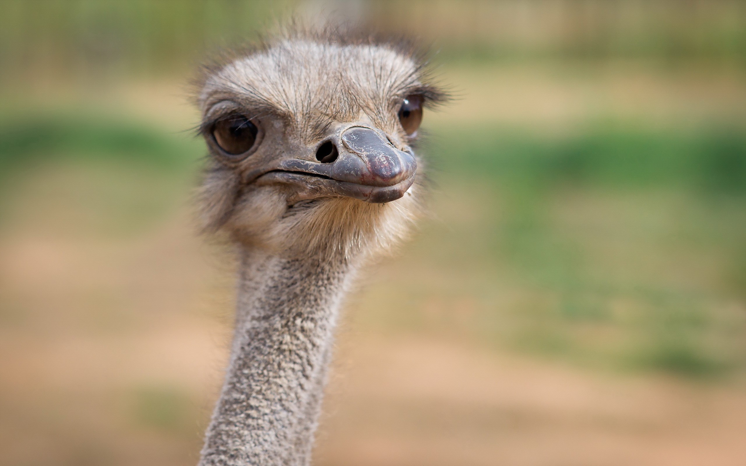 Ostrich head and neck closeup HD Wallpaper