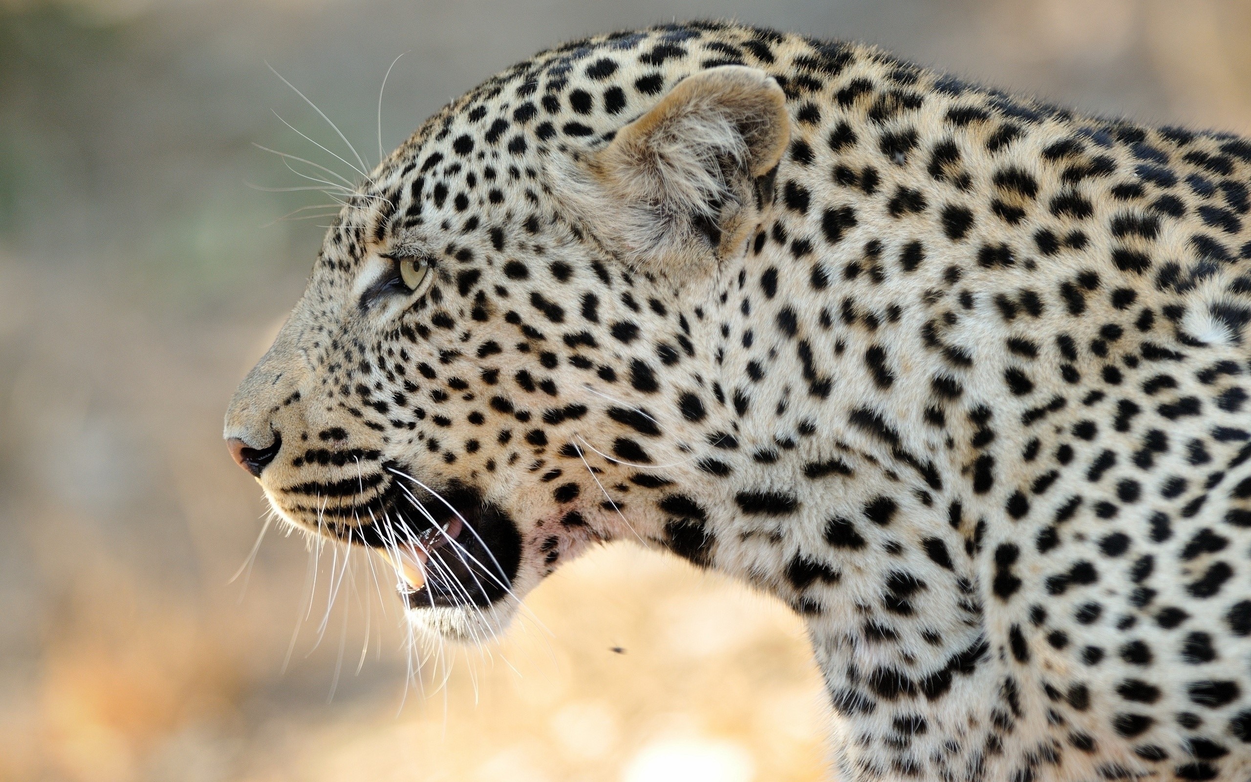 Leopard's head in profile with mouth open HD Wallpaper