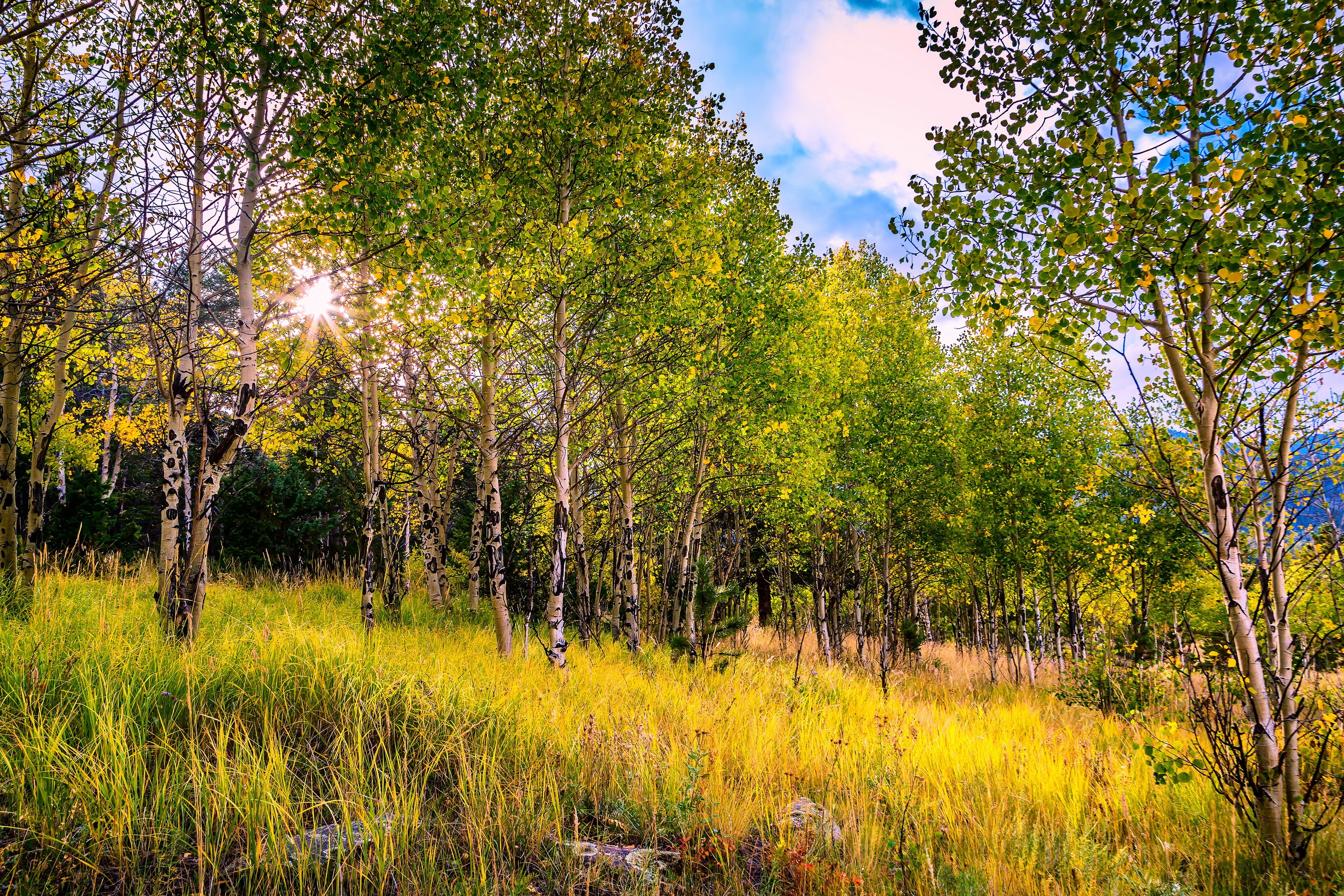 Autumn Aspen Grove with Golden Grass and Sunbeams HD Wallpaper