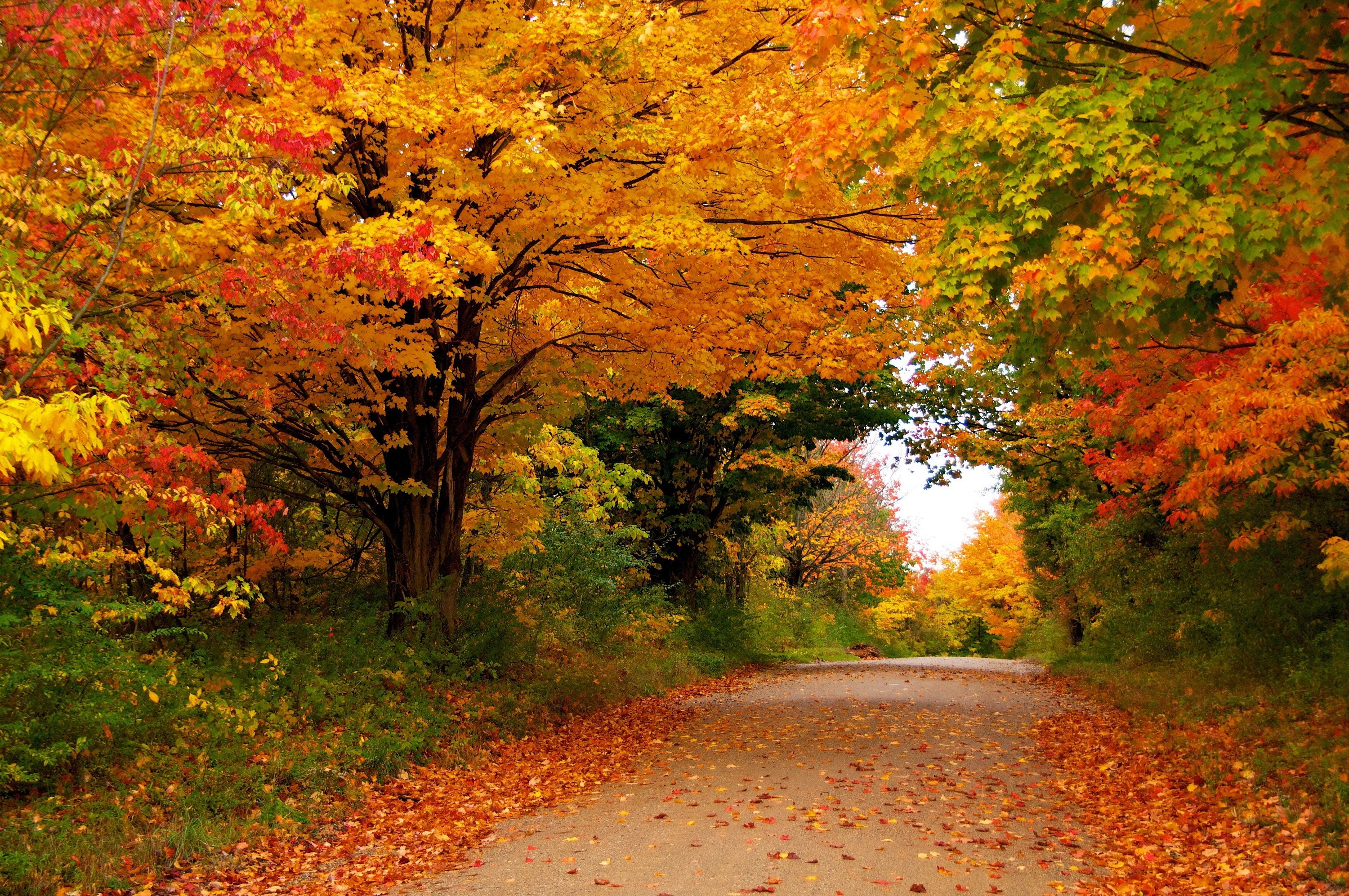 Autumn road lined with colorful trees and fallen leaves HD Wallpaper