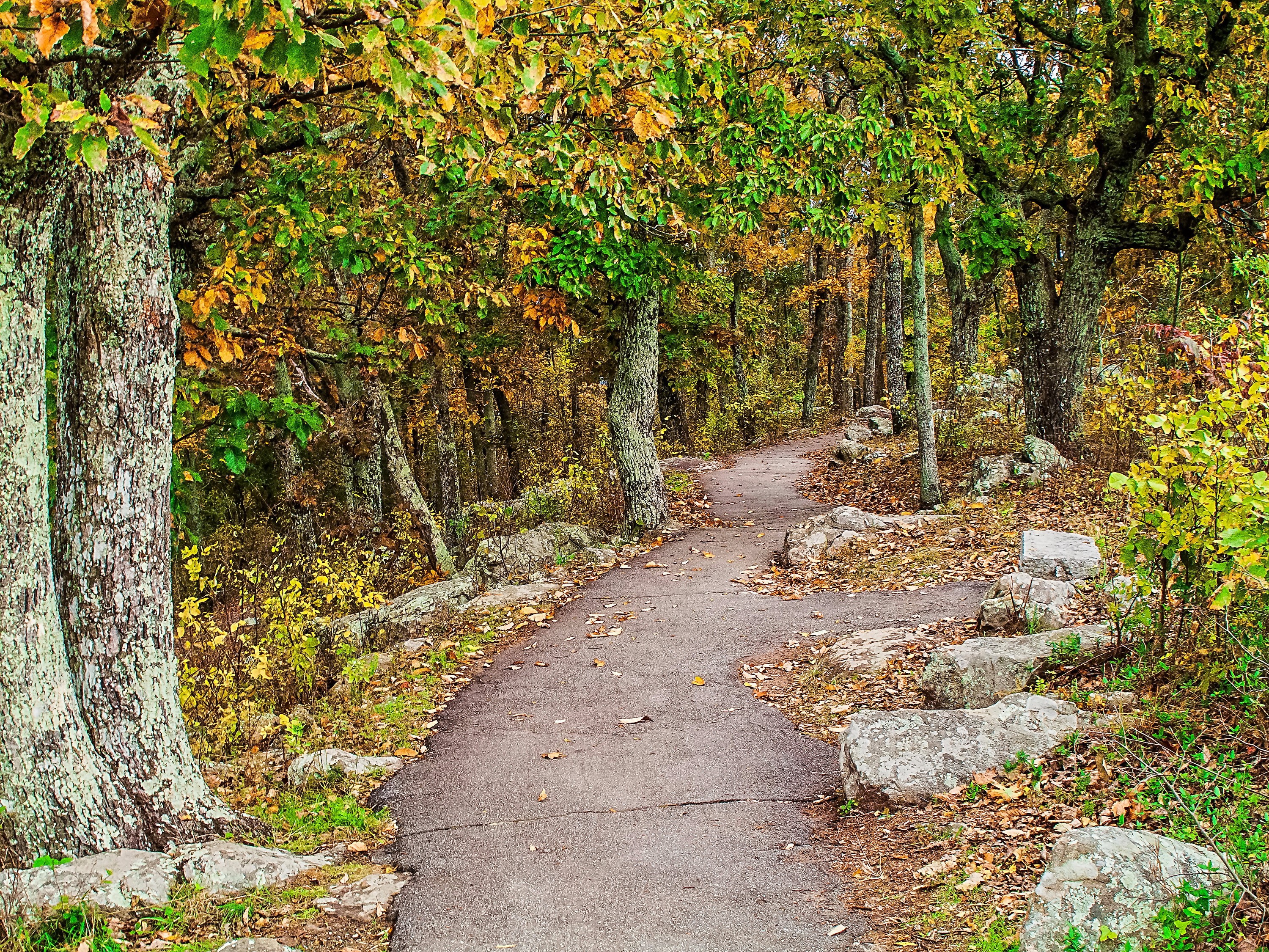Autumn forest trail with trees and stones HD Wallpaper