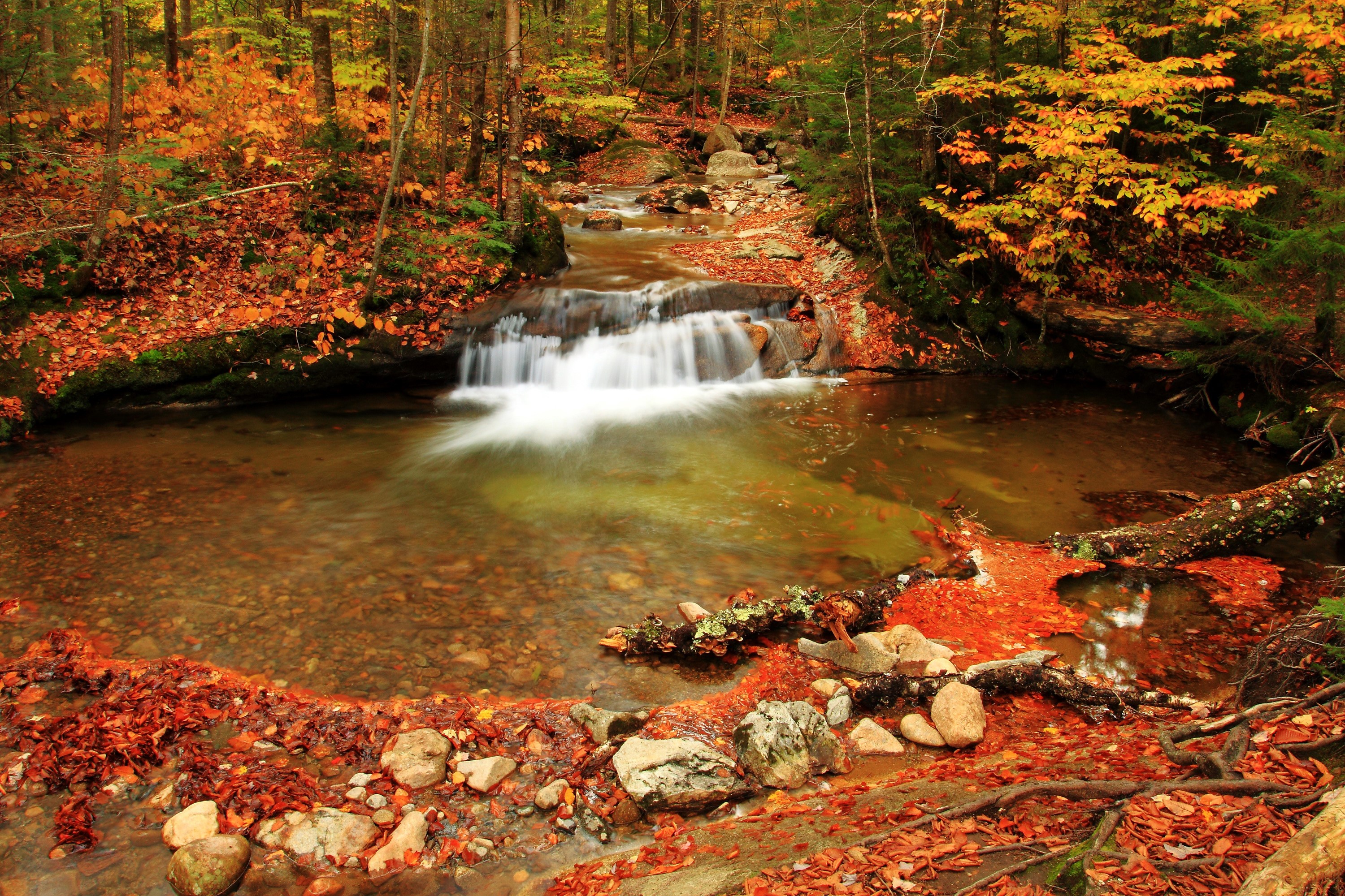 Autumn forest with a waterfall and fallen leaves HD Wallpaper