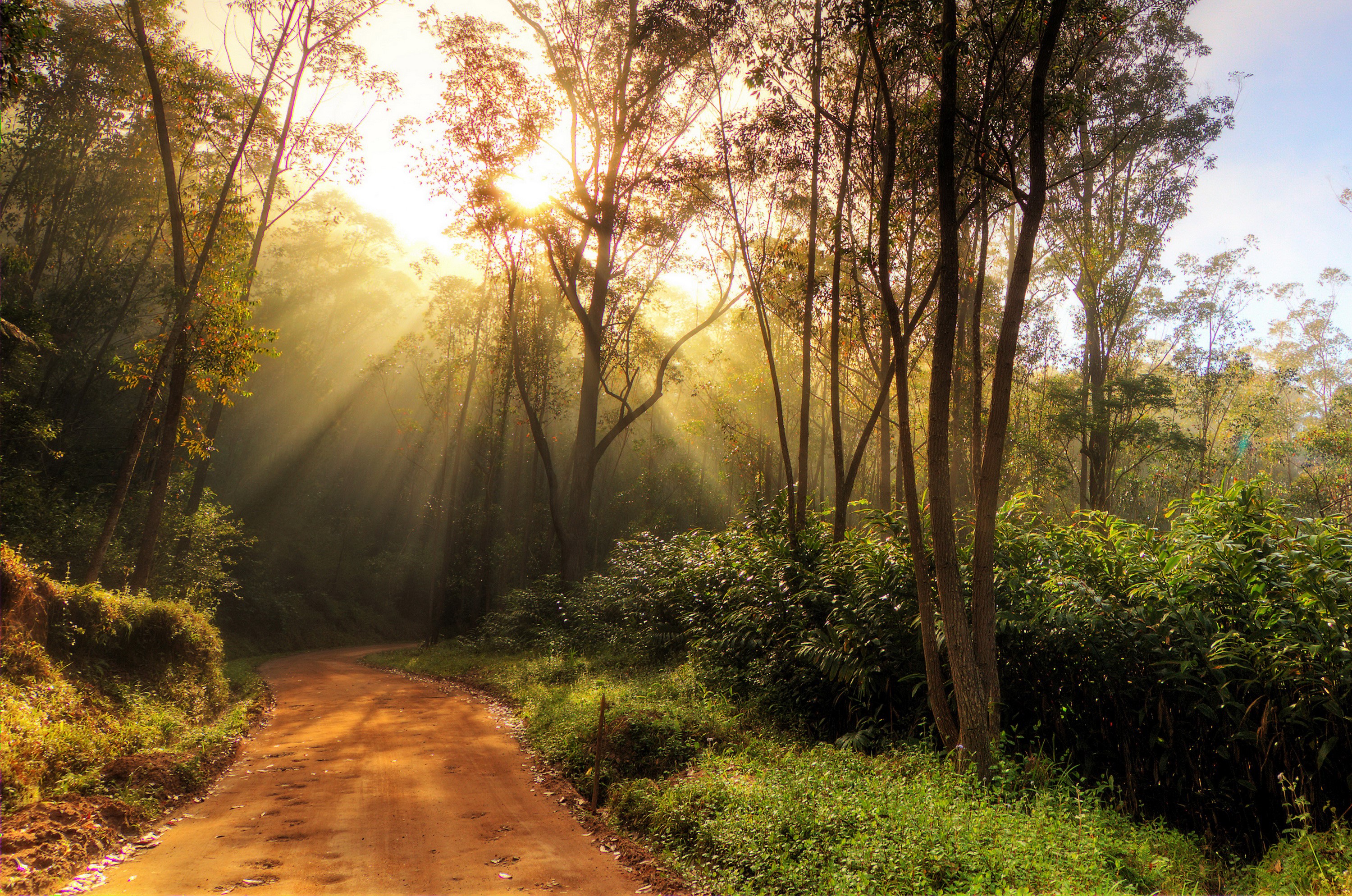 Sunbeams through trees on a forest path HD Wallpaper