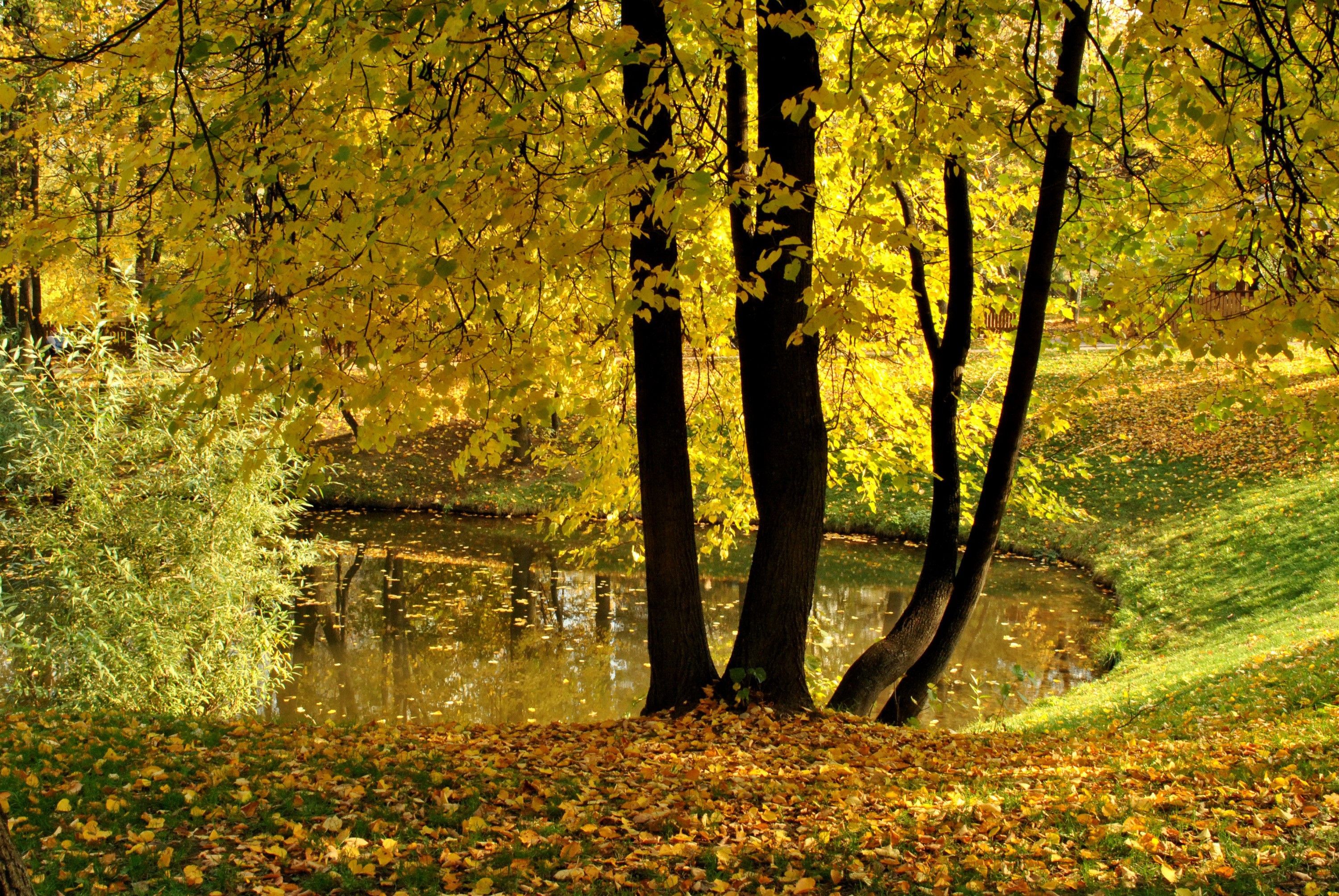 Autumn park with a pond and fallen leaves HD Wallpaper