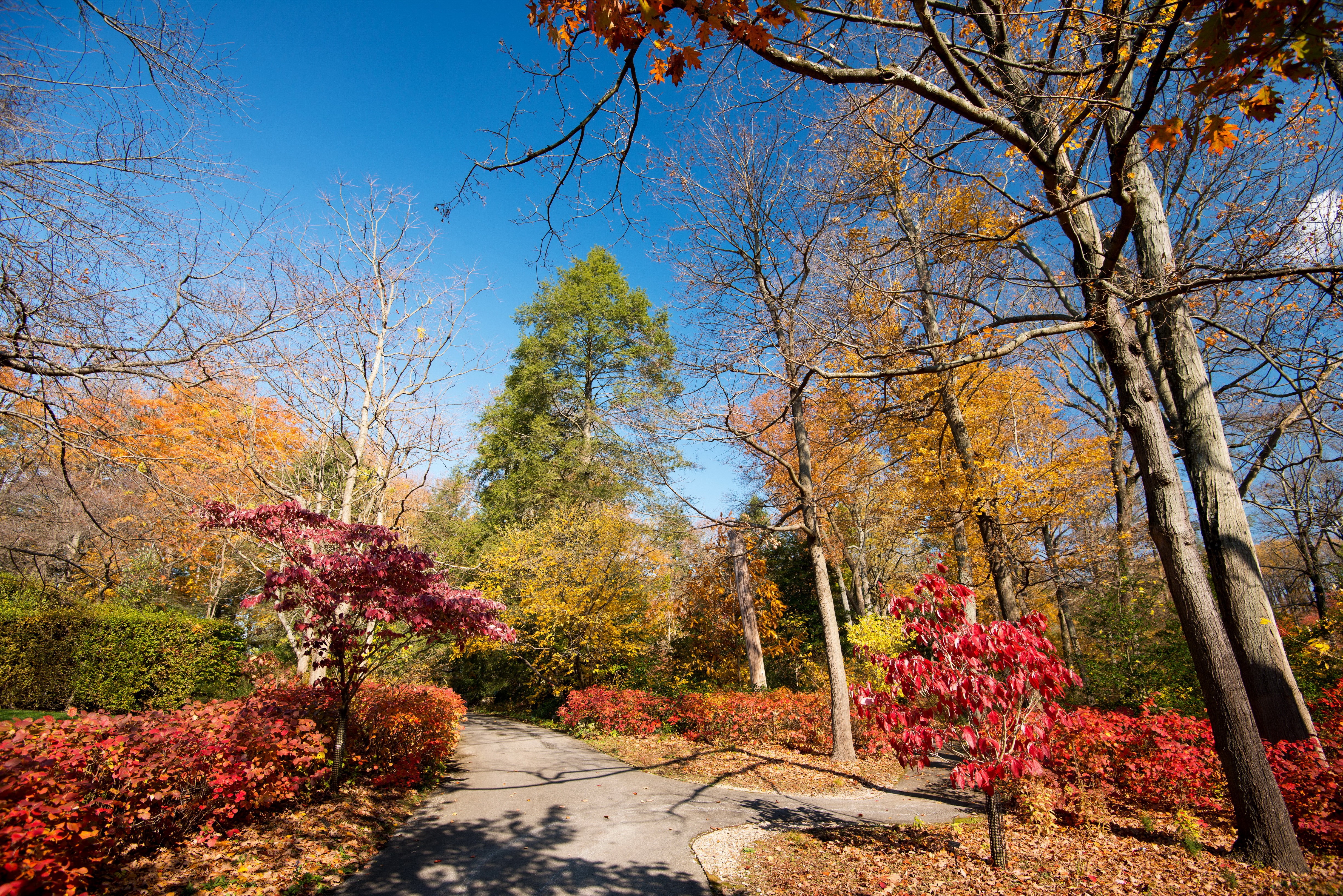 Autumn park with colorful trees and a path HD Wallpaper