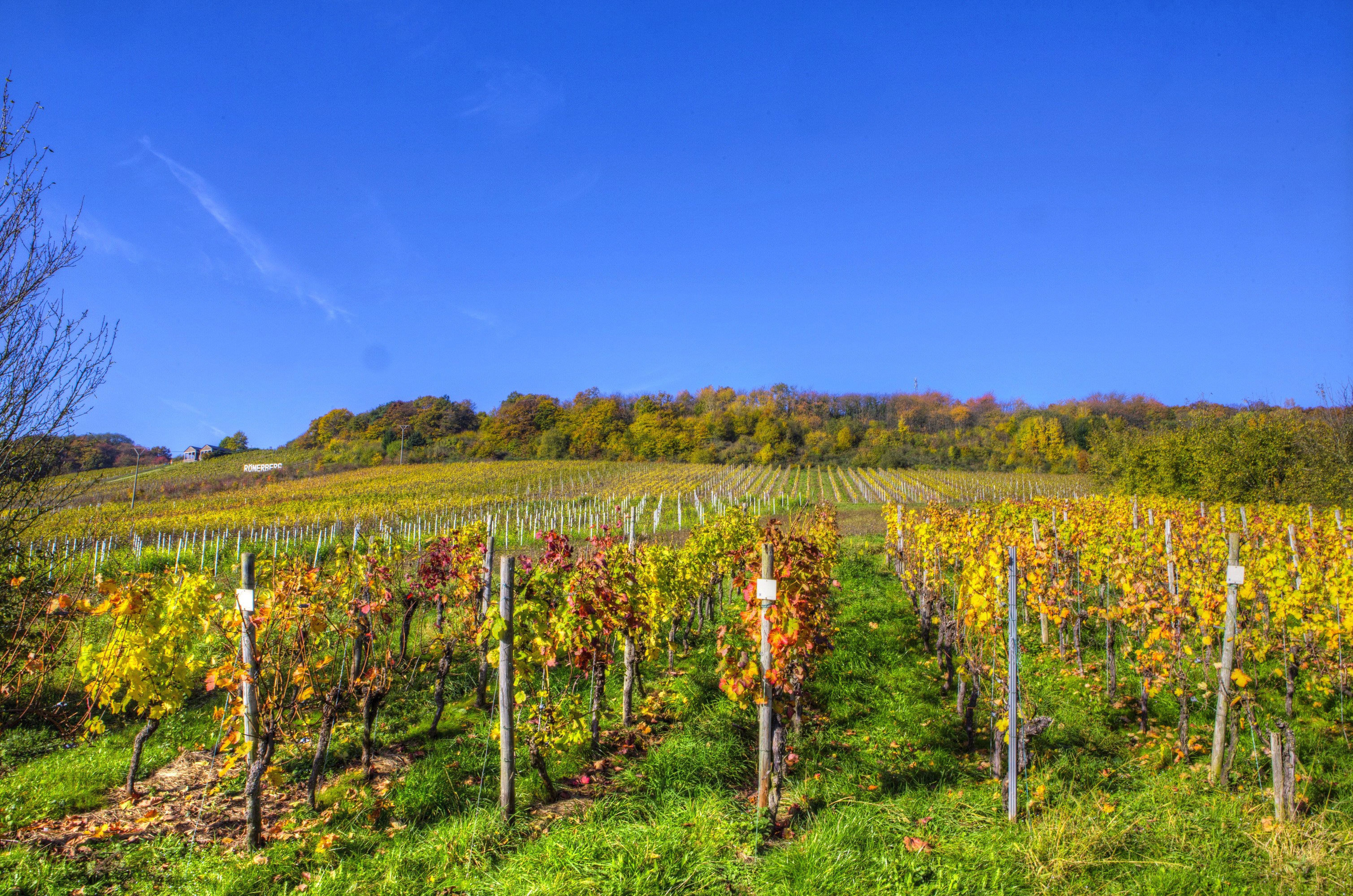 Vineyard in Senheim, Germany during autumn HD Wallpaper