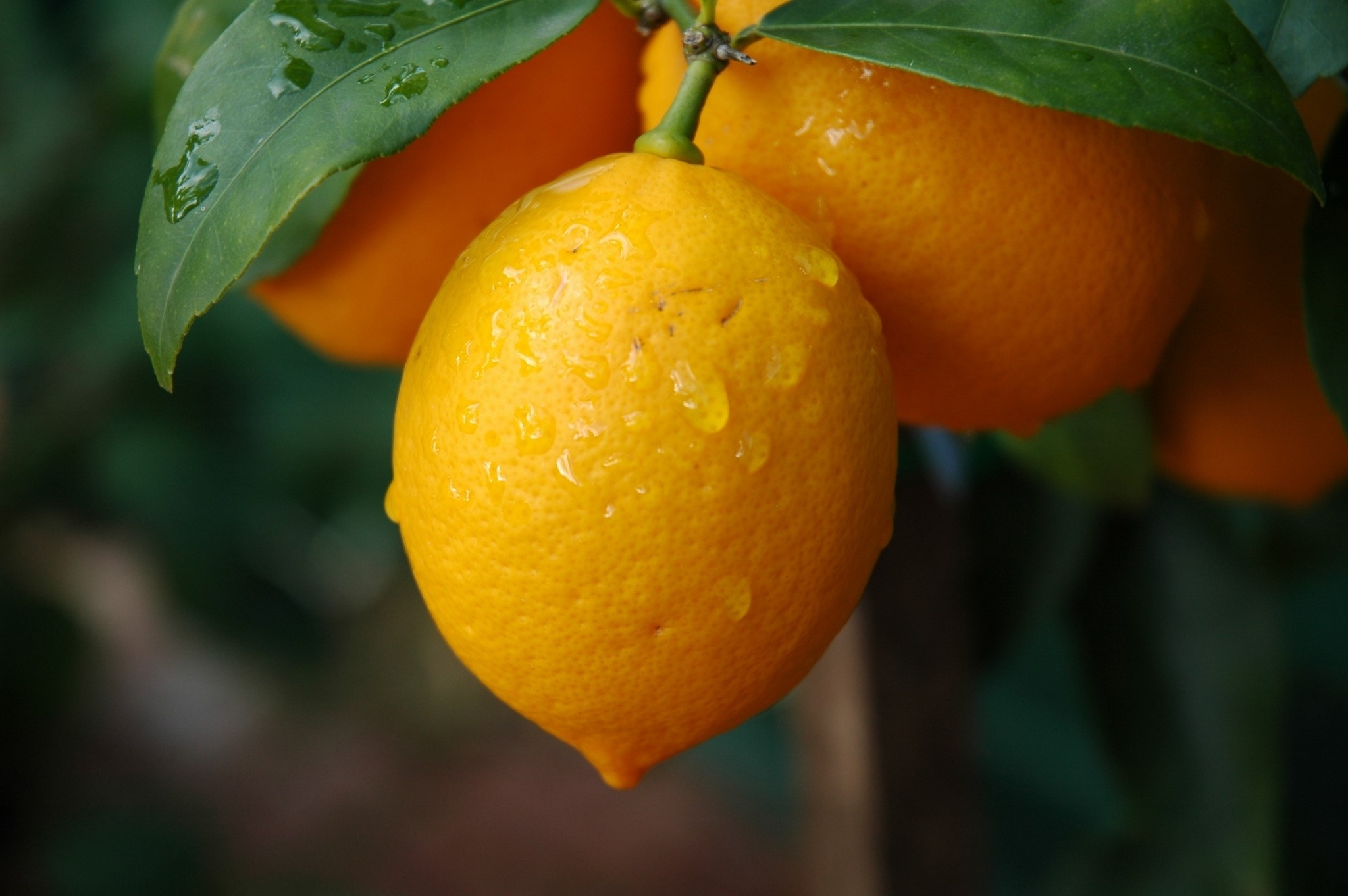 Lemons with water drops on a tree branch HD Wallpaper