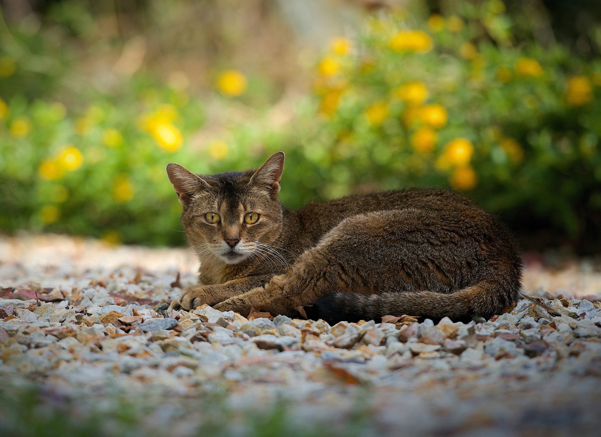 A cat lies on stones with yellow flowers in the background HD Wallpaper