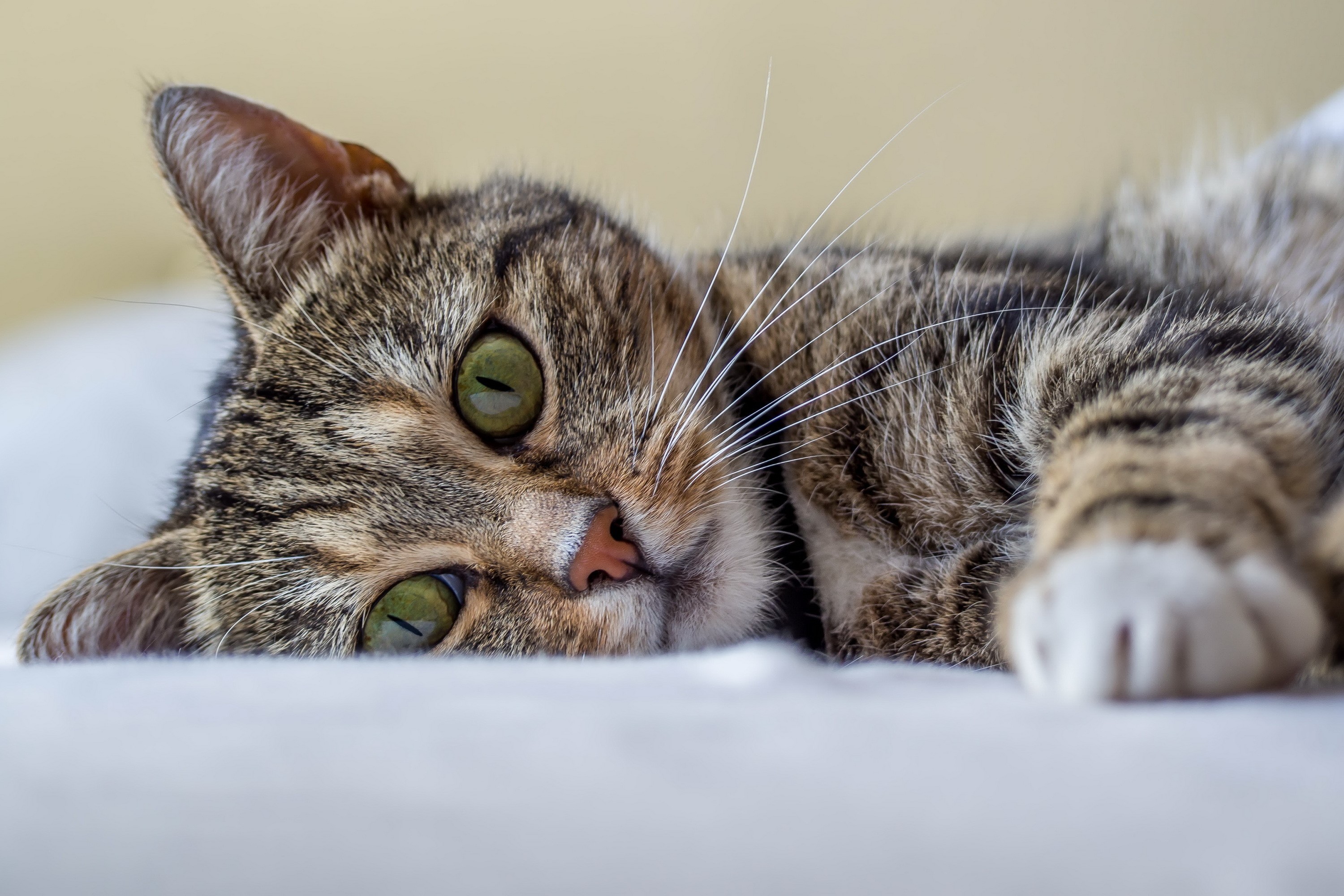 Tabby cat with green eyes lying down HD Wallpaper