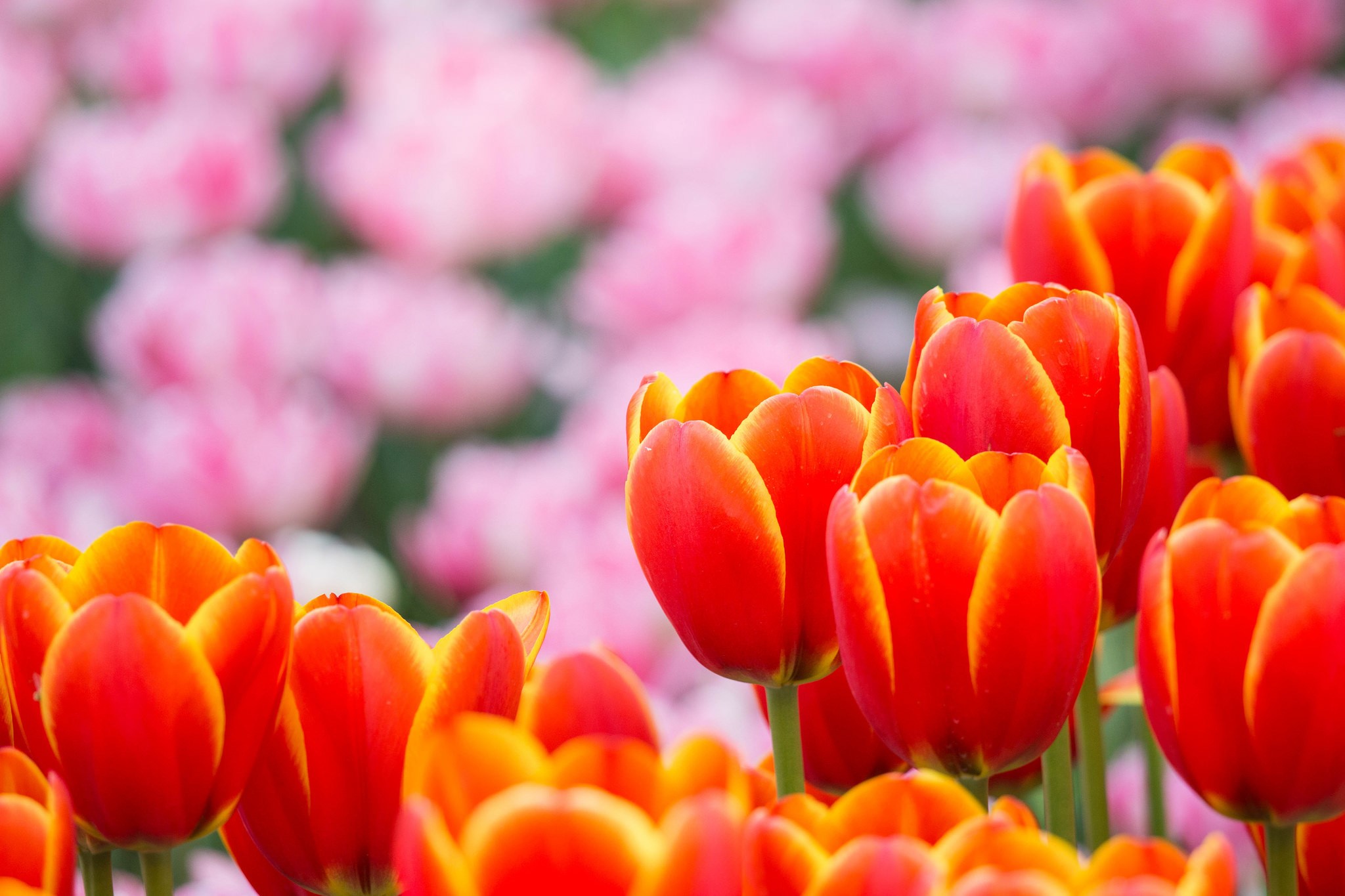 Field of Red and Orange Tulips with Pink Tulips in Background HD Wallpaper