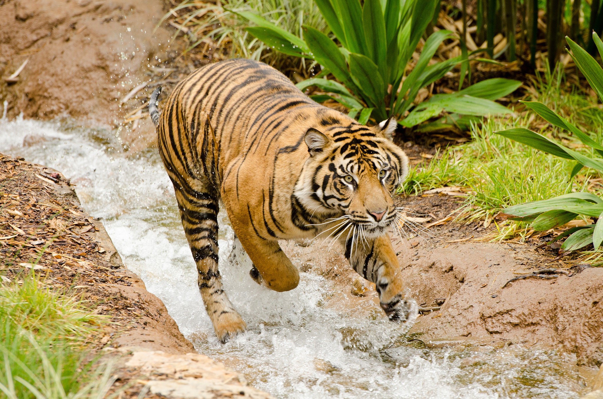 Tiger walking through a stream HD Wallpaper
