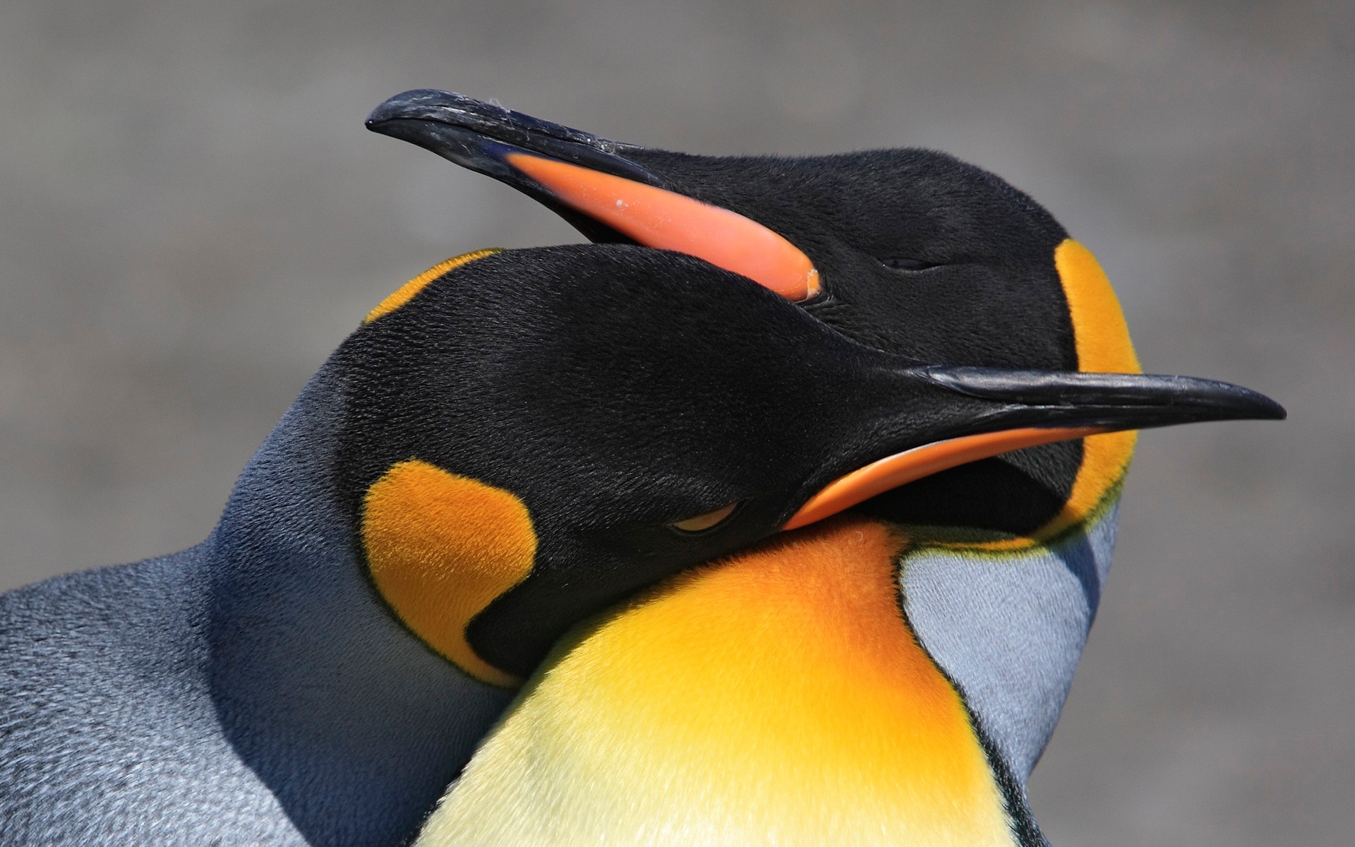 Two King Penguins embracing HD Wallpaper