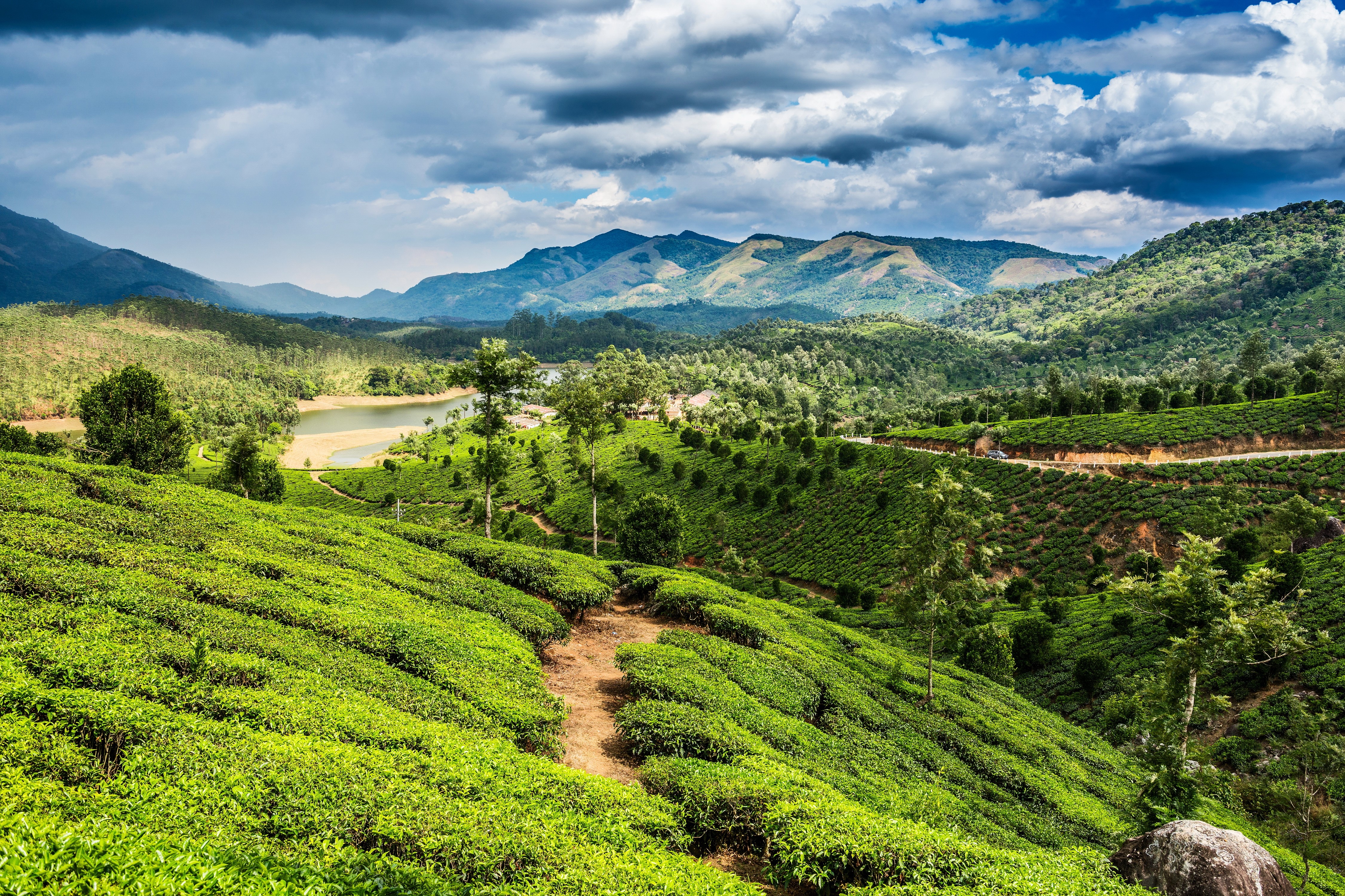 Tea Fields and Mountains Scenery HD Wallpaper