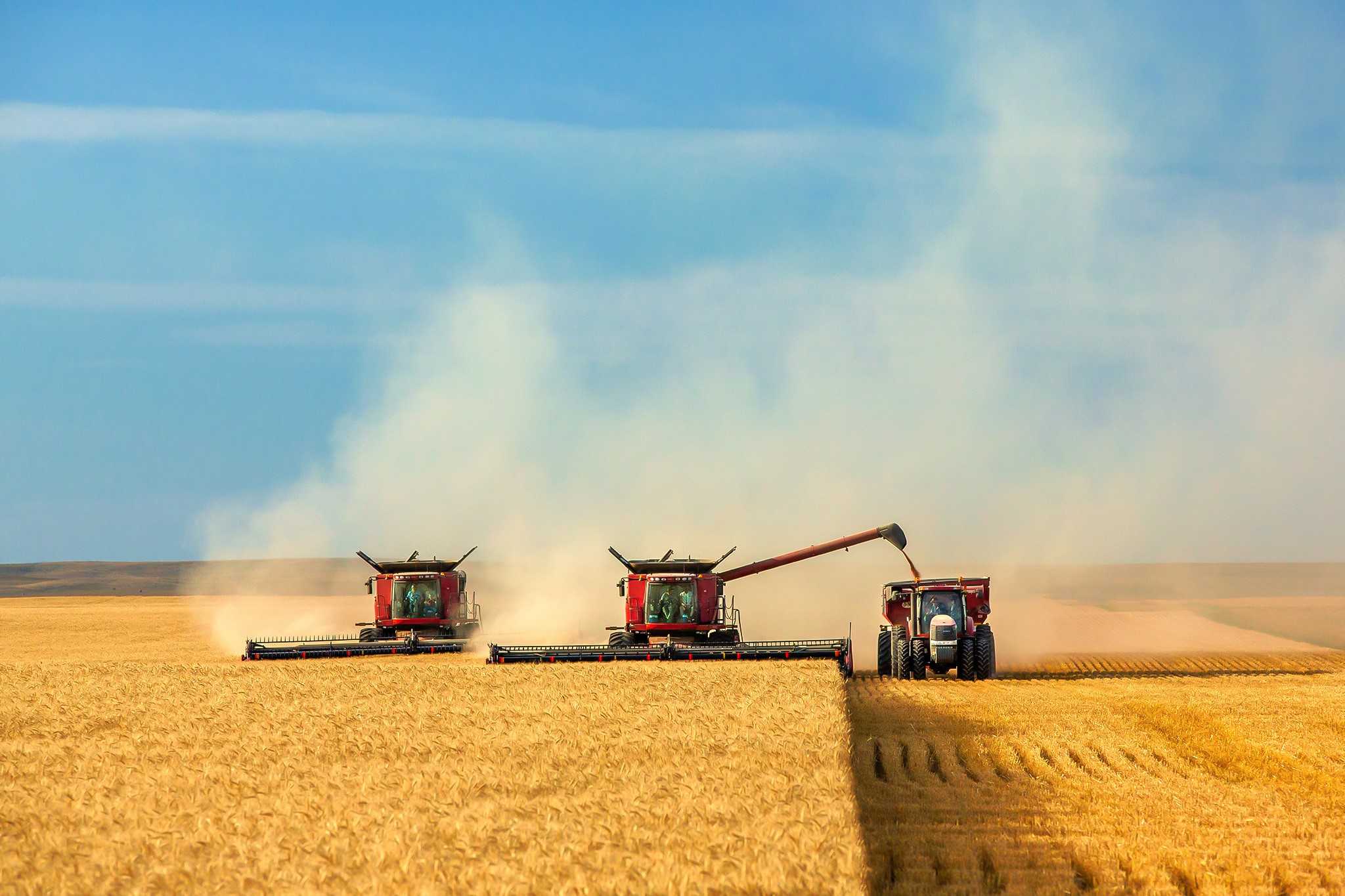 Three combines harvesting a golden field under a blue sky HD Wallpaper
