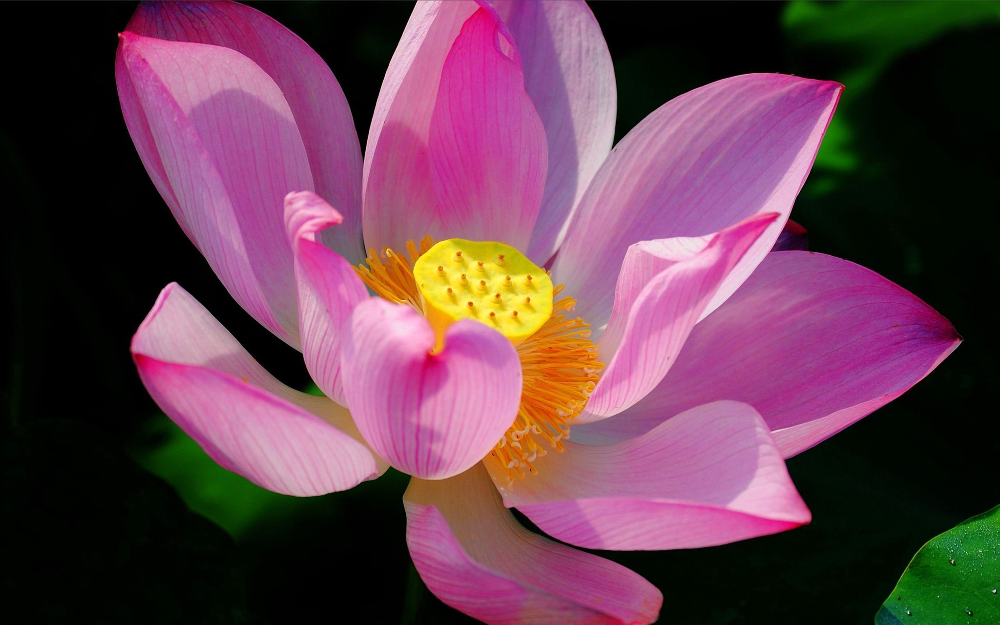 Closeup of a pink lotus flower HD Wallpaper