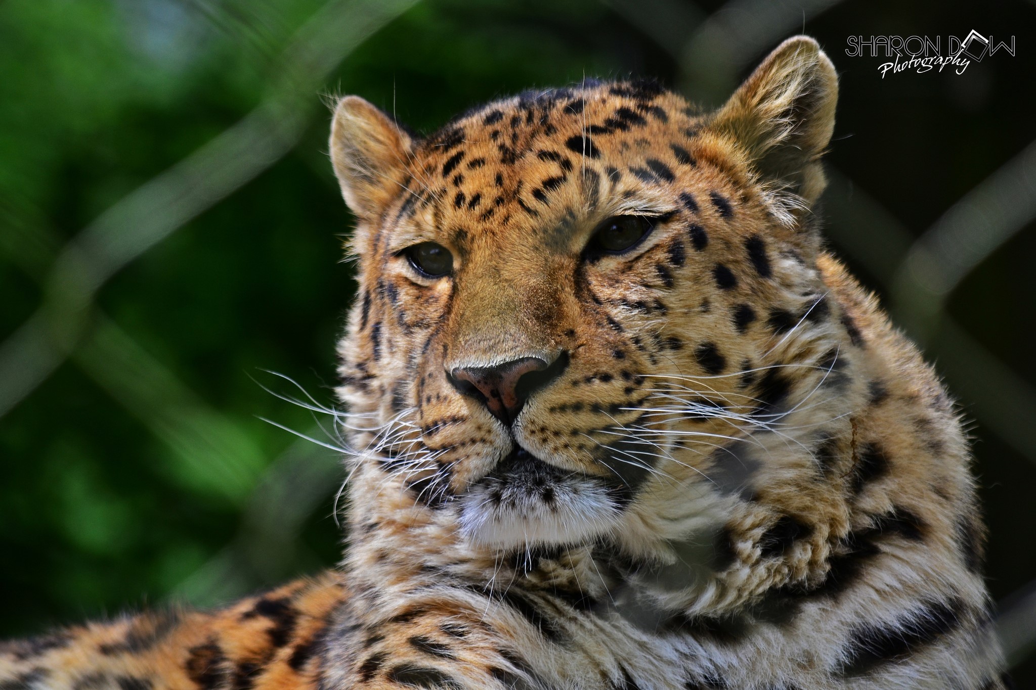 Close-up of a leopard's face HD Wallpaper