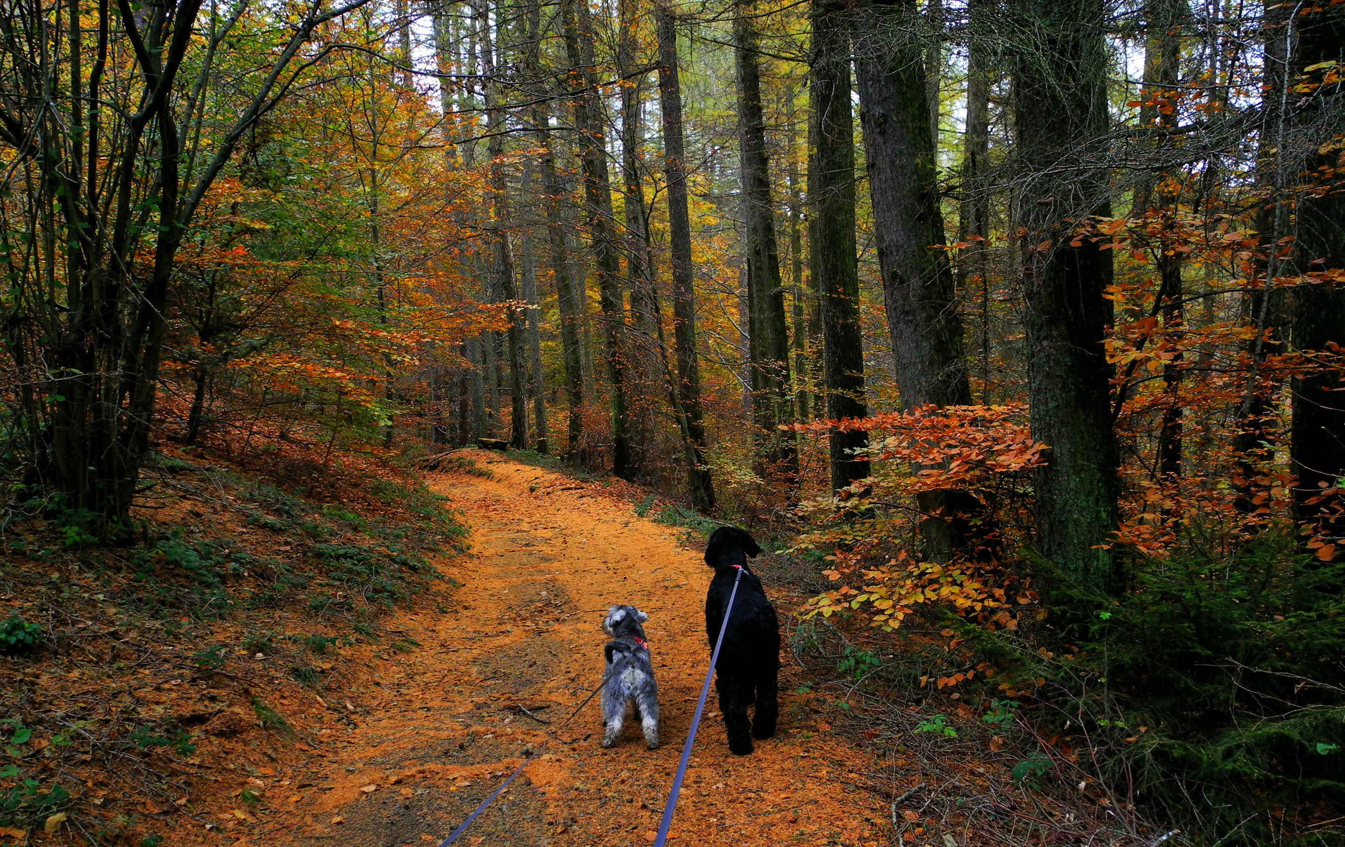 Two dogs walking on an autumn forest trail HD Wallpaper