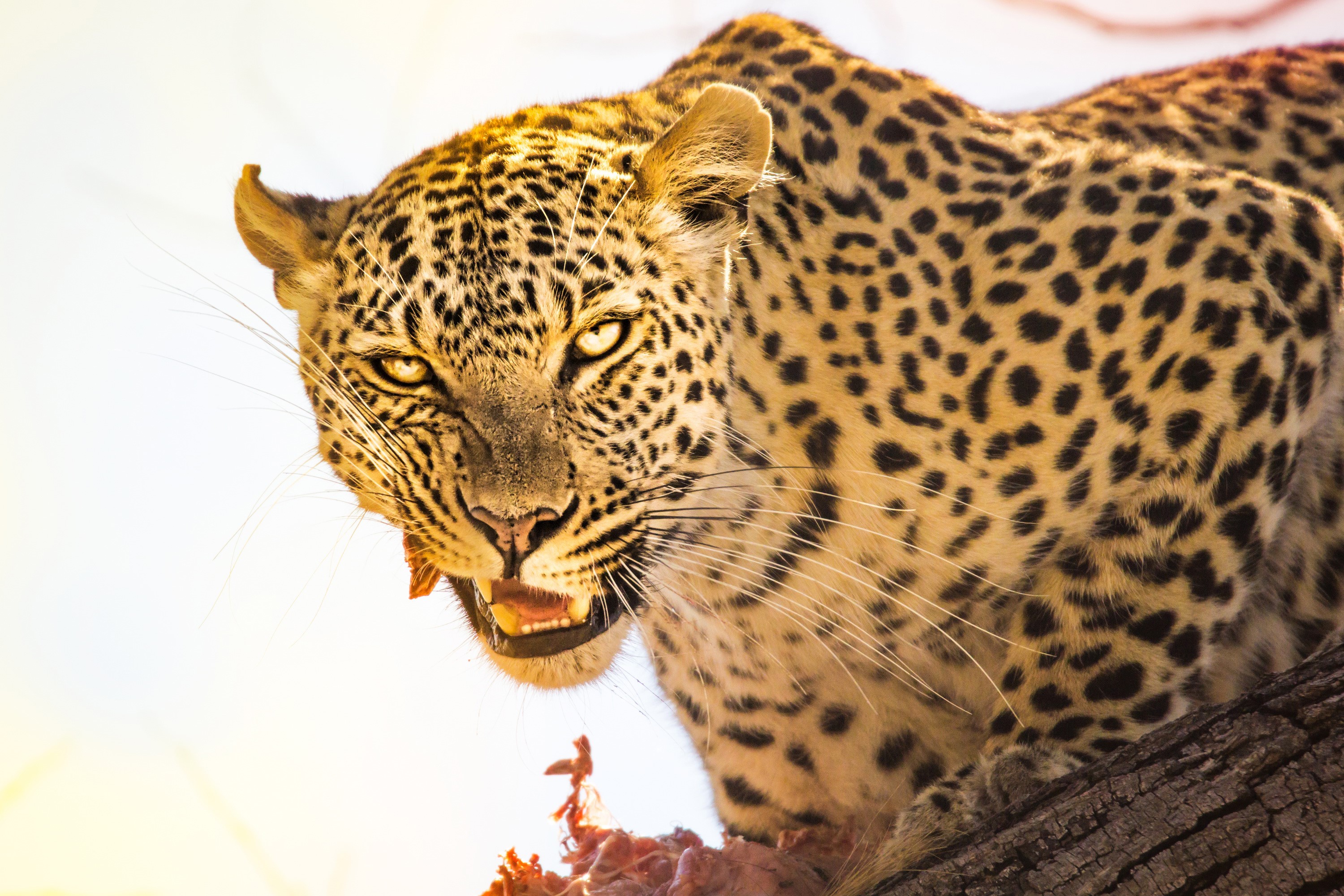 Leopard with spotted fur and sharp teeth HD Wallpaper