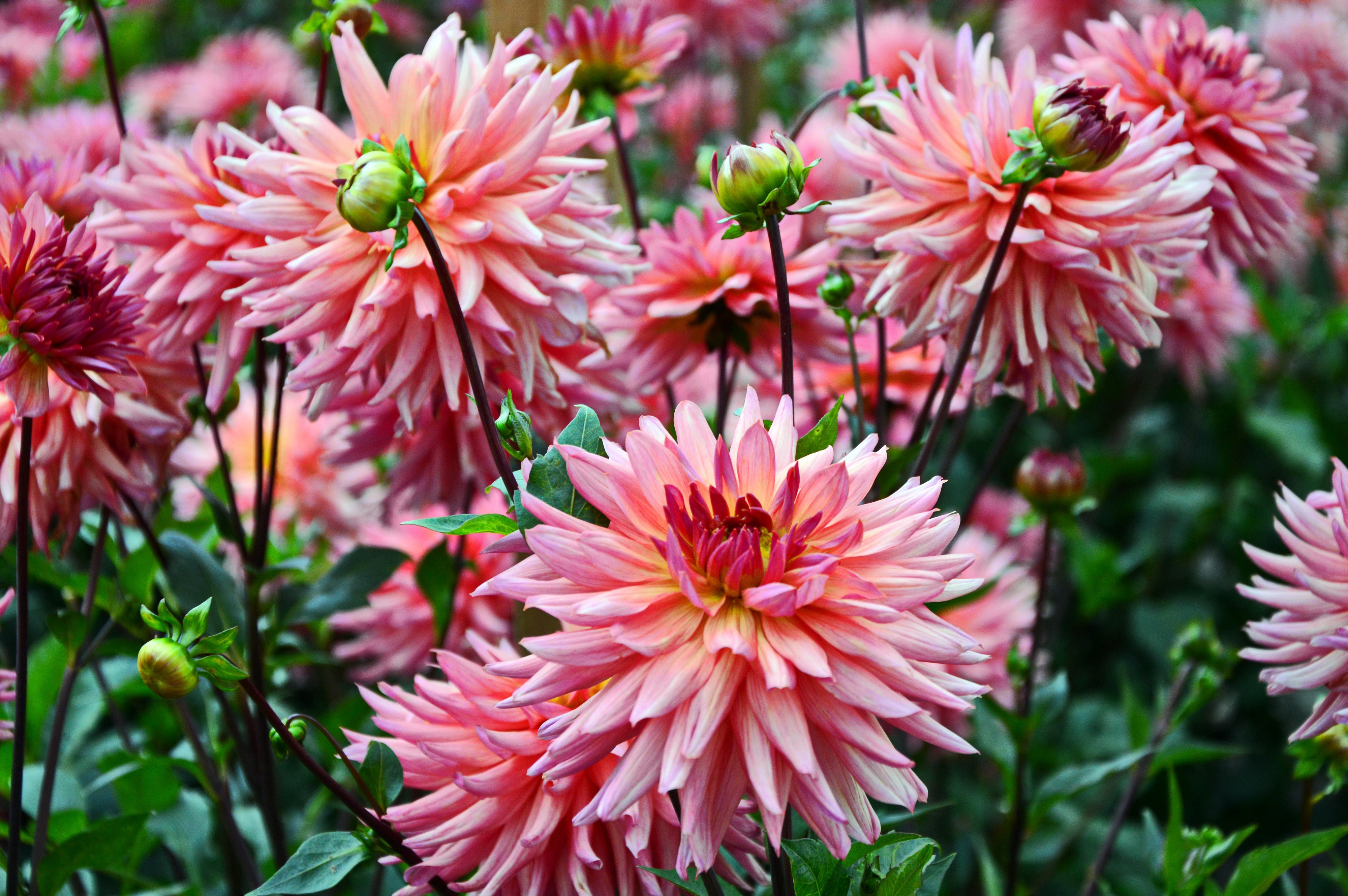 4K Pink Dahlias Closeup HD Wallpaper