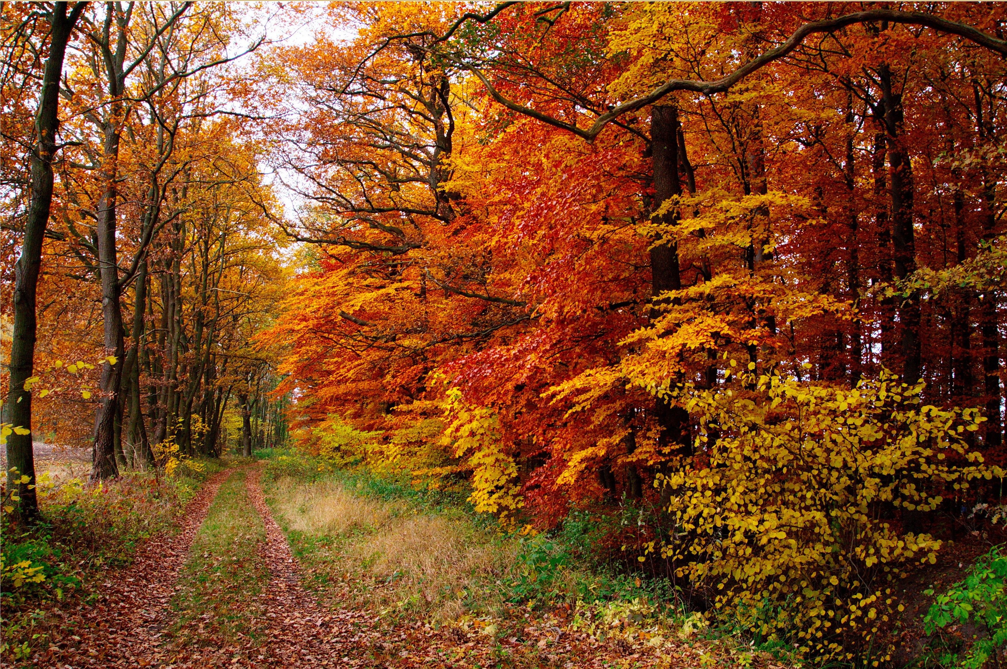 Autumn forest path with colorful trees HD Wallpaper