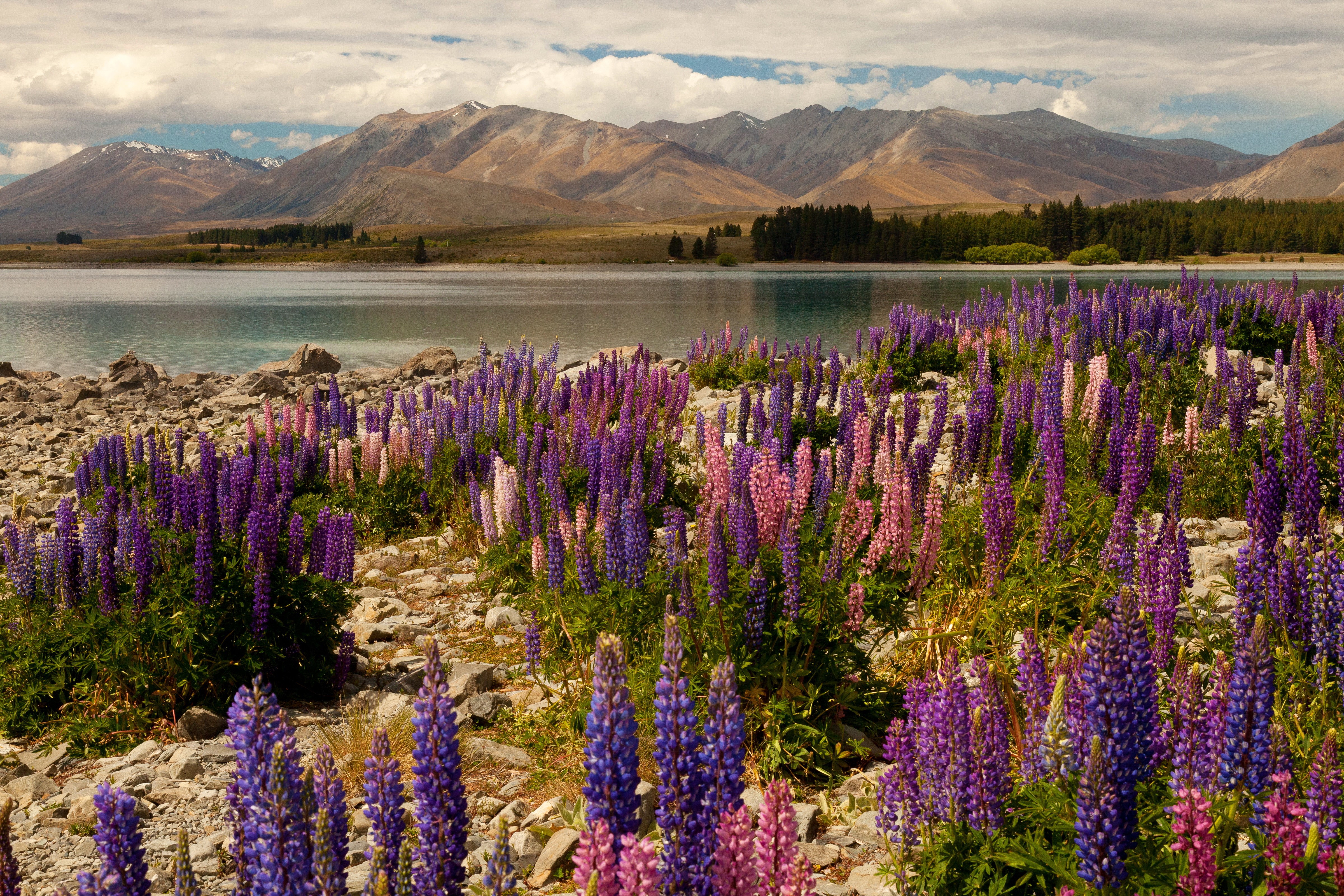 4K Lake Tekapo New Zealand Mountains Lupinus HD Wallpaper