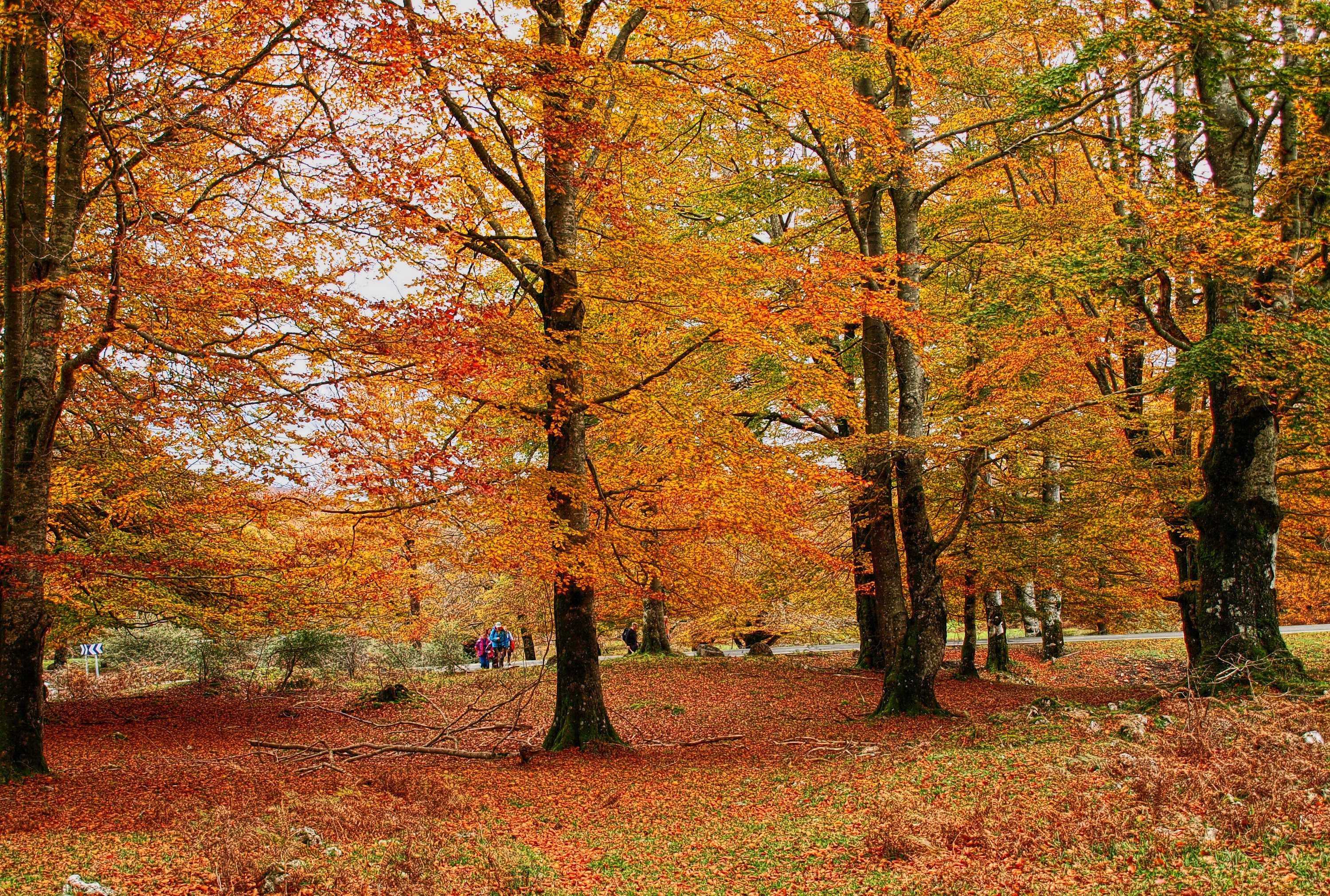 Autumn forest with colorful foliage and people walking HD Wallpaper