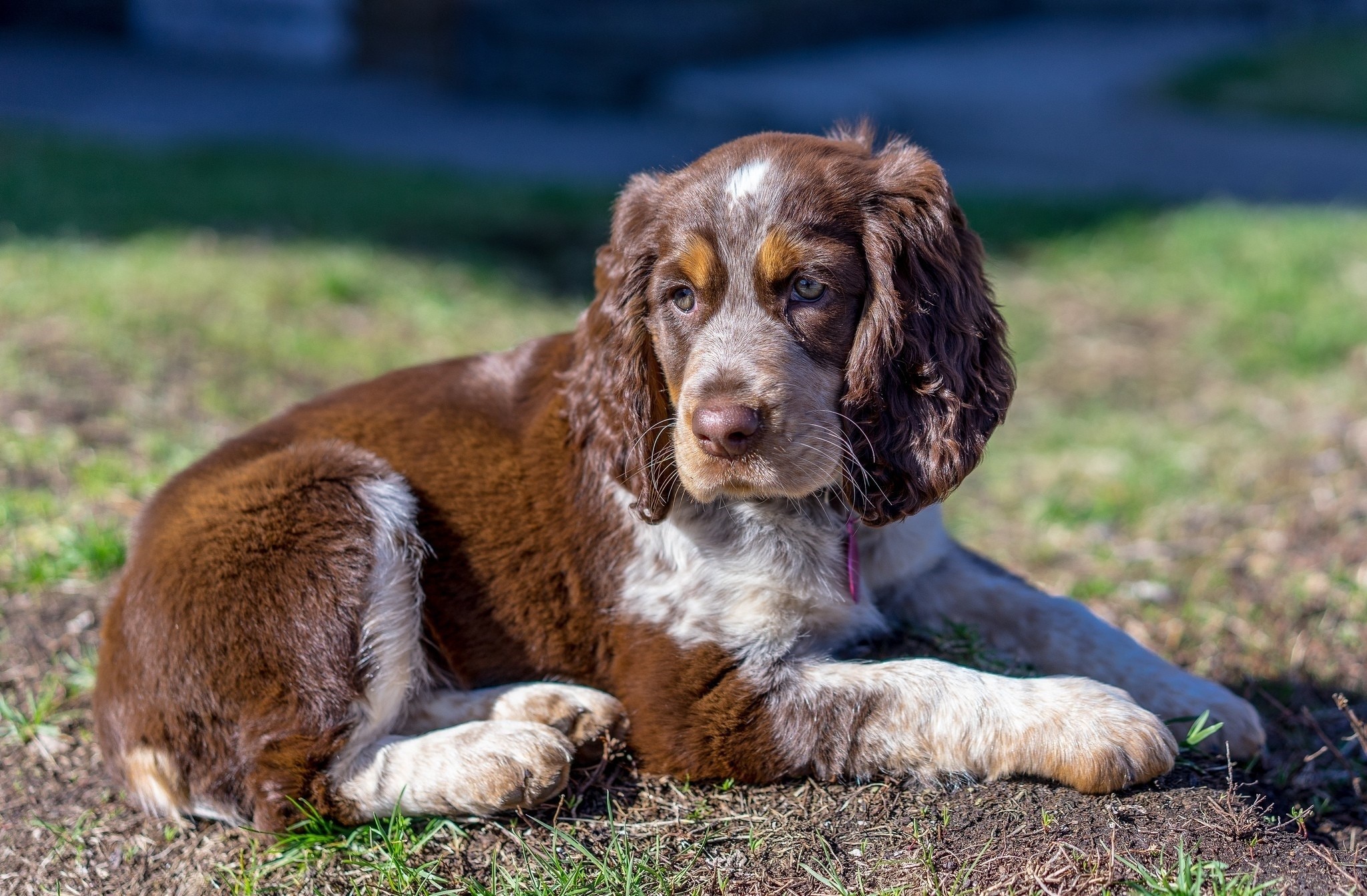 Brown and white spaniel puppy lying on grass HD Wallpaper