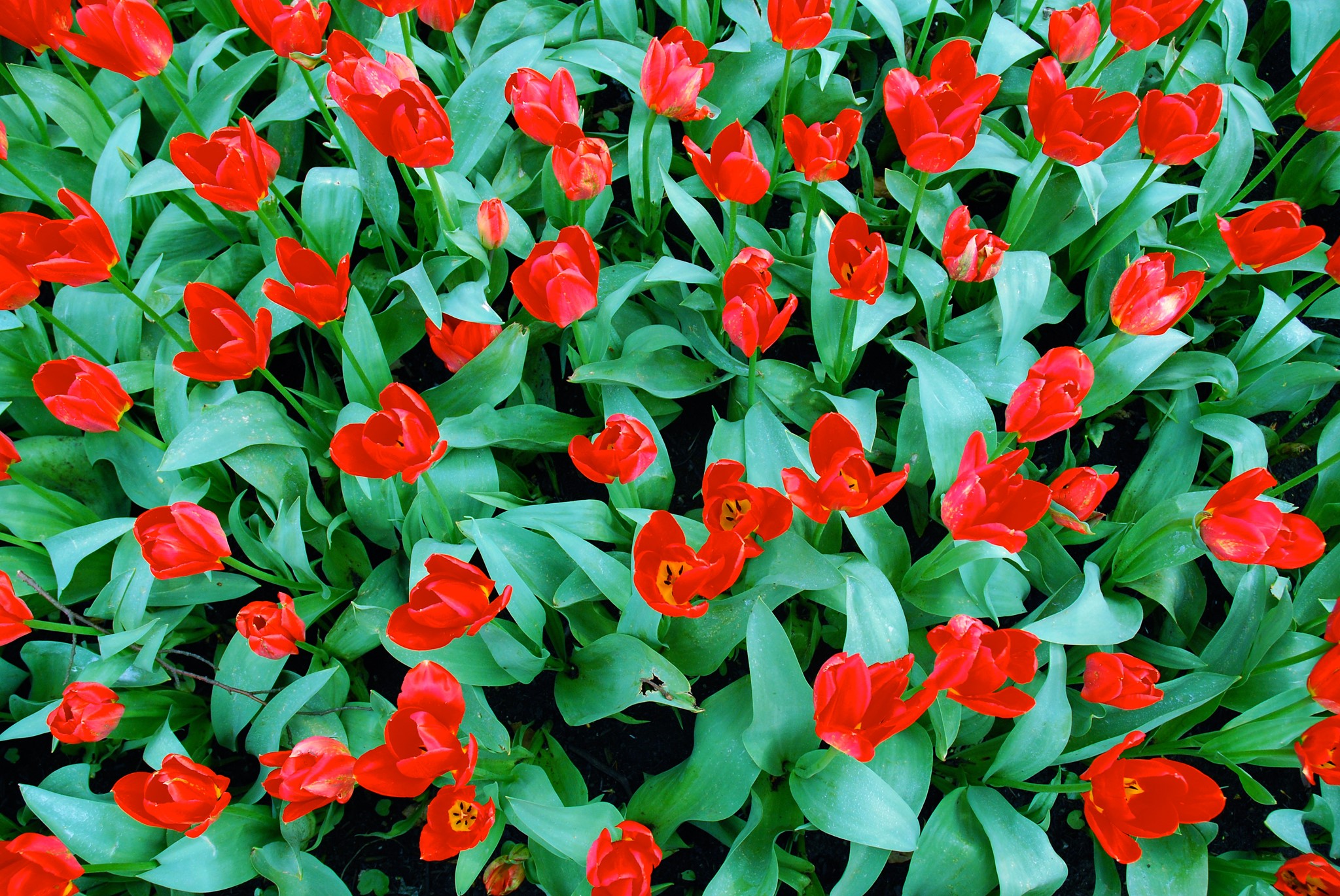A field of vibrant red tulips in full bloom. HD Wallpaper
