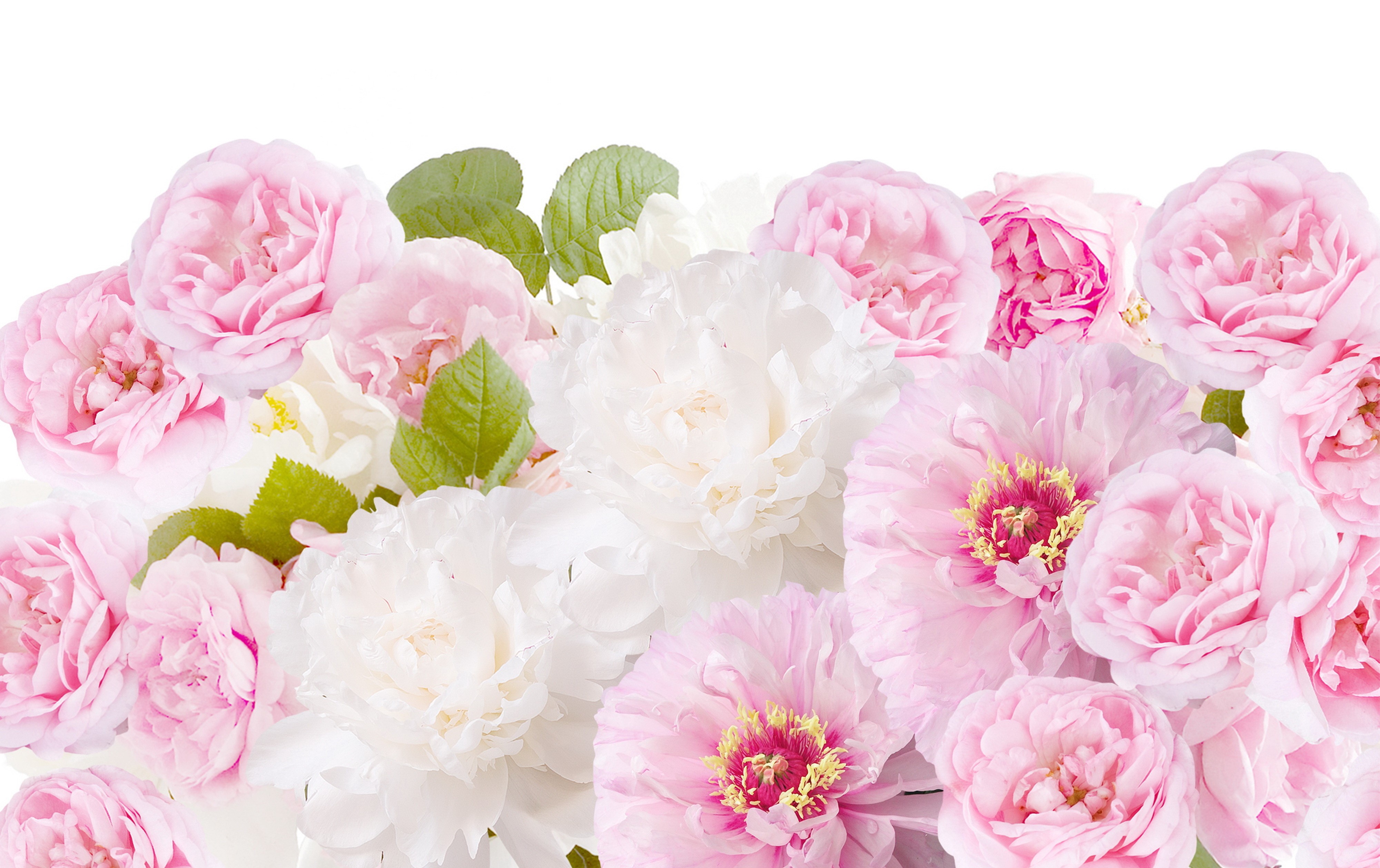 Pink and White Peonies and Roses HD Wallpaper