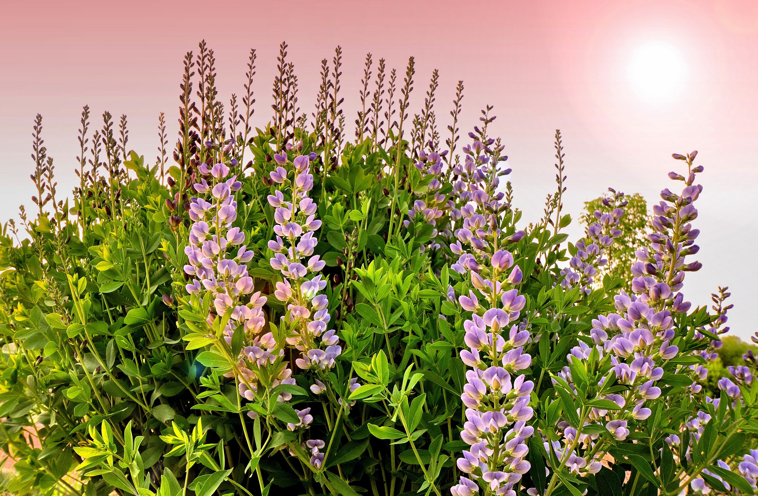 Purple lupine flowers in bloom with sun HD Wallpaper