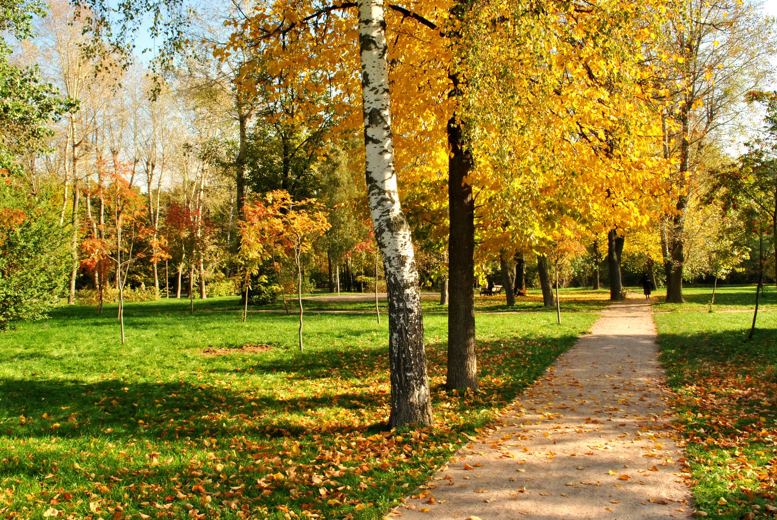 Autumn park path with birch tree and yellow foliage HD Wallpaper