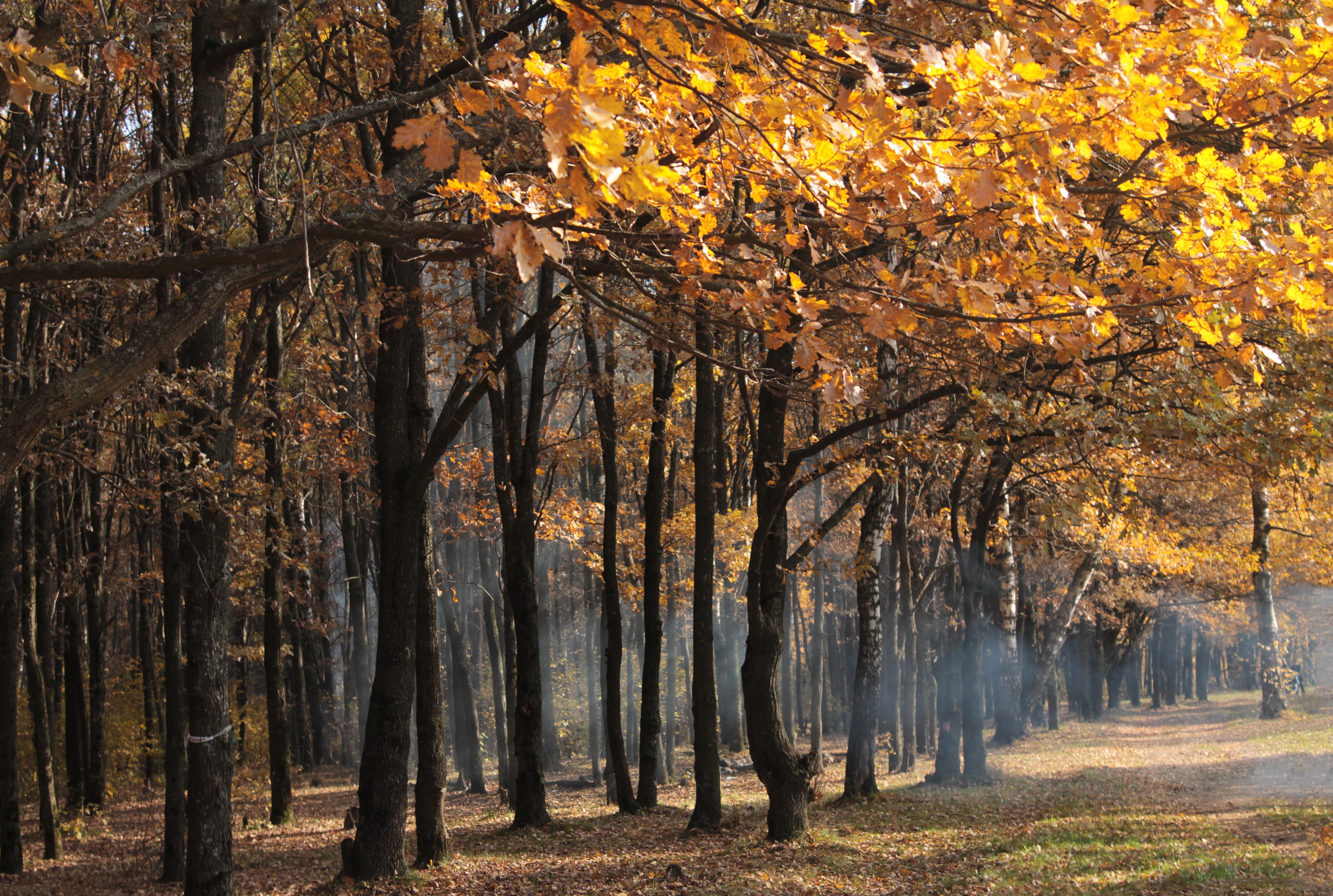 Autumn forest with golden leaves and sunbeams HD Wallpaper