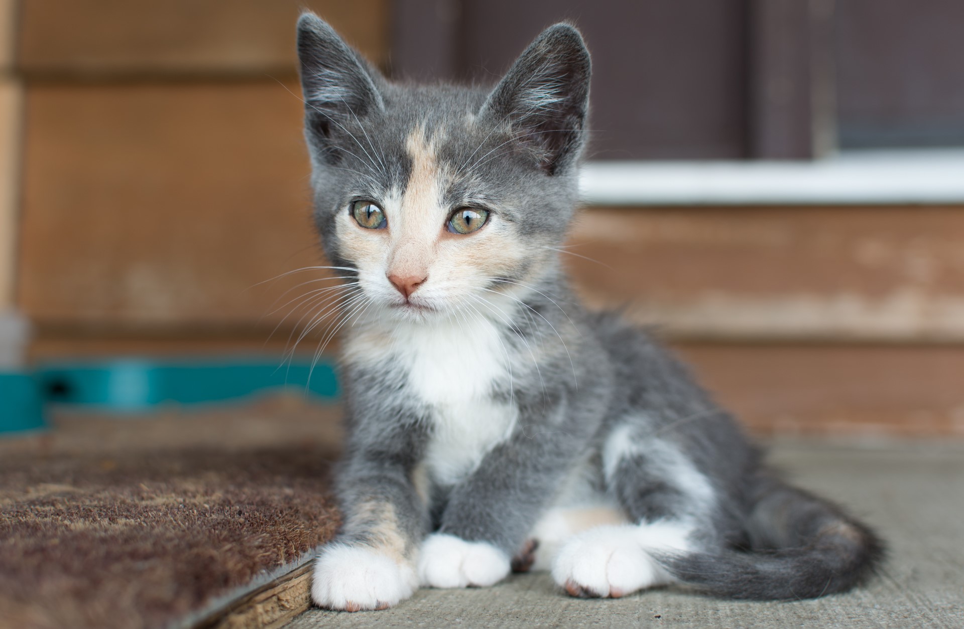 Calico Kitten Sitting on a Porch HD Wallpaper