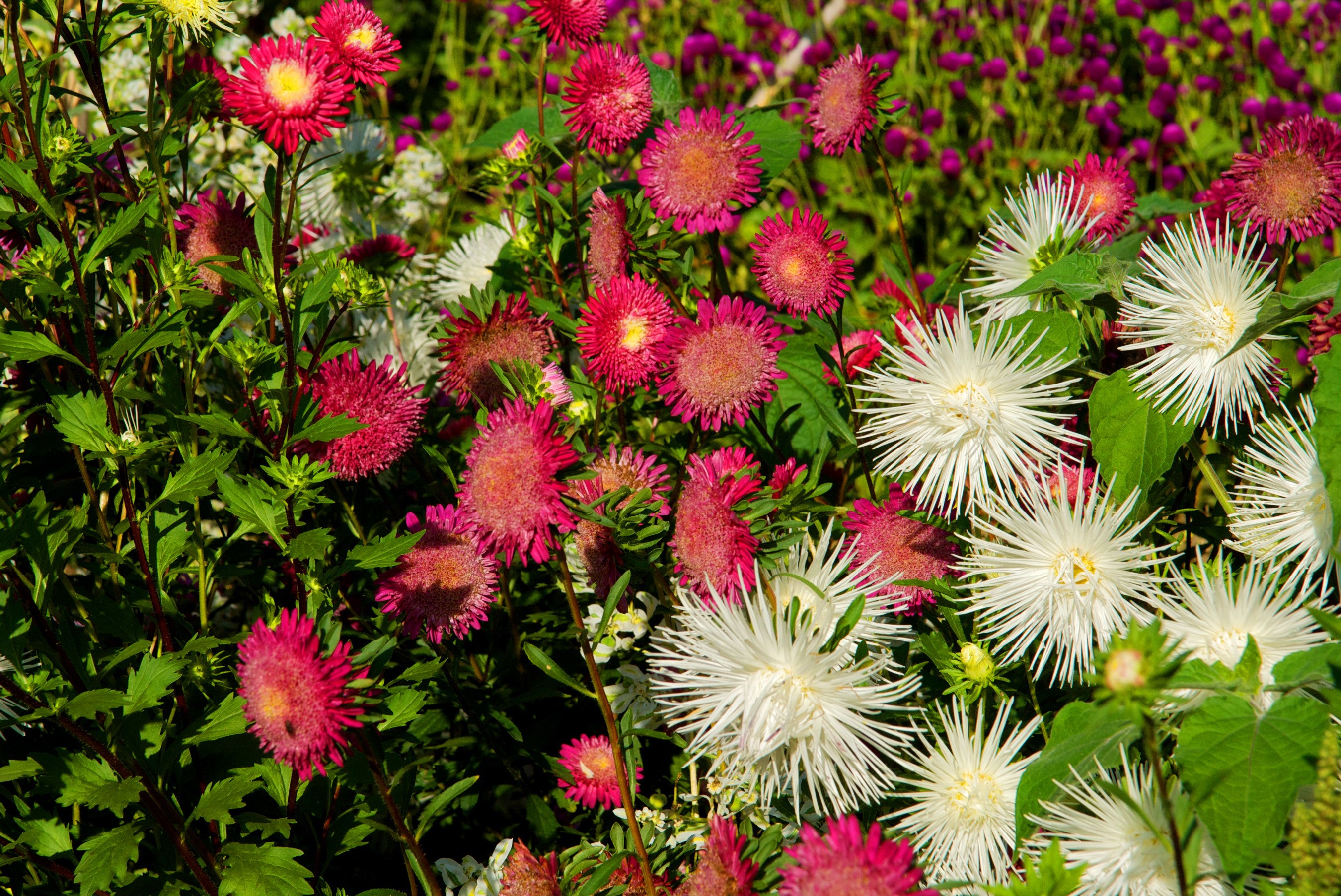 Pink and white asters in a garden HD Wallpaper