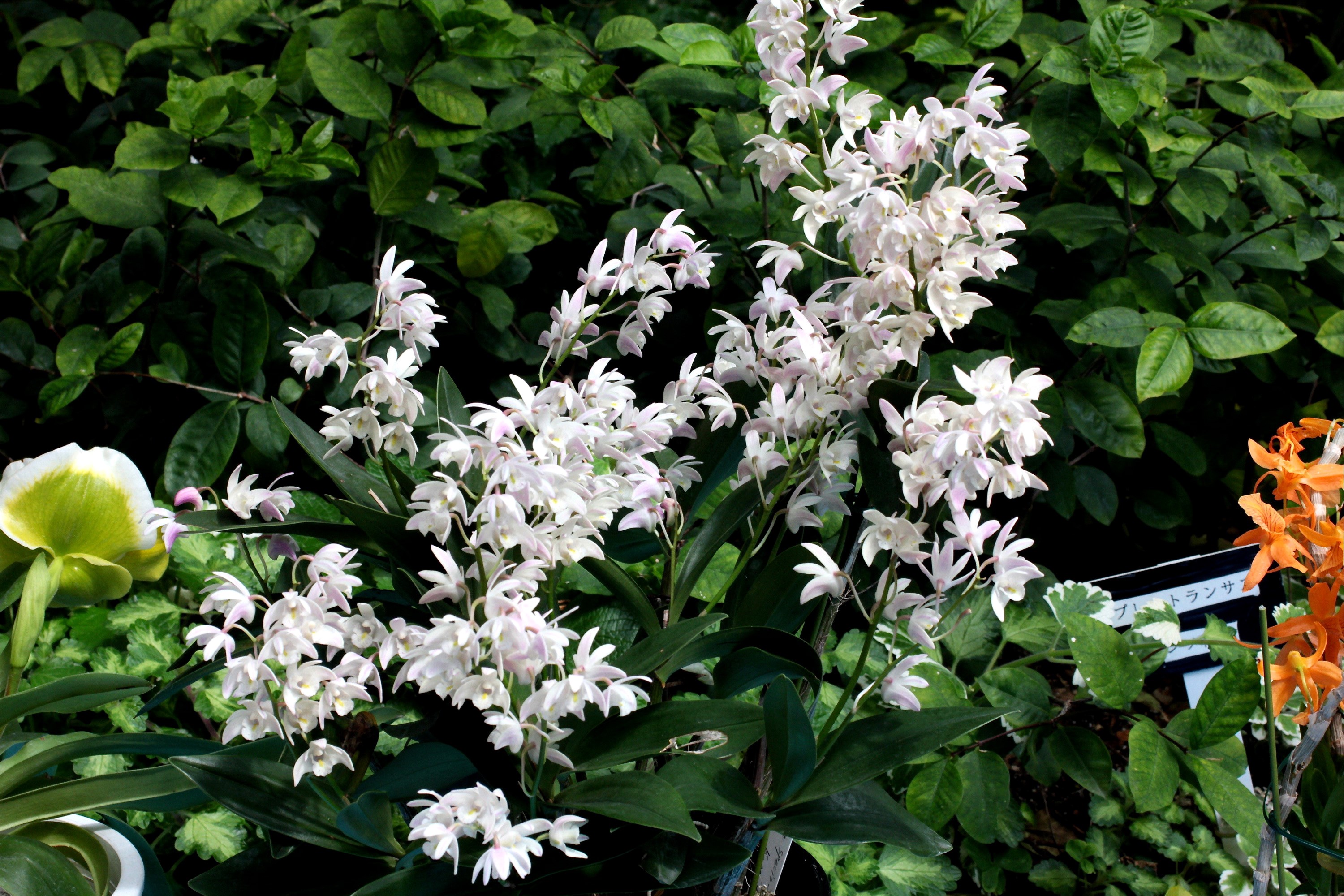 White orchids with green and orange flowers HD Wallpaper