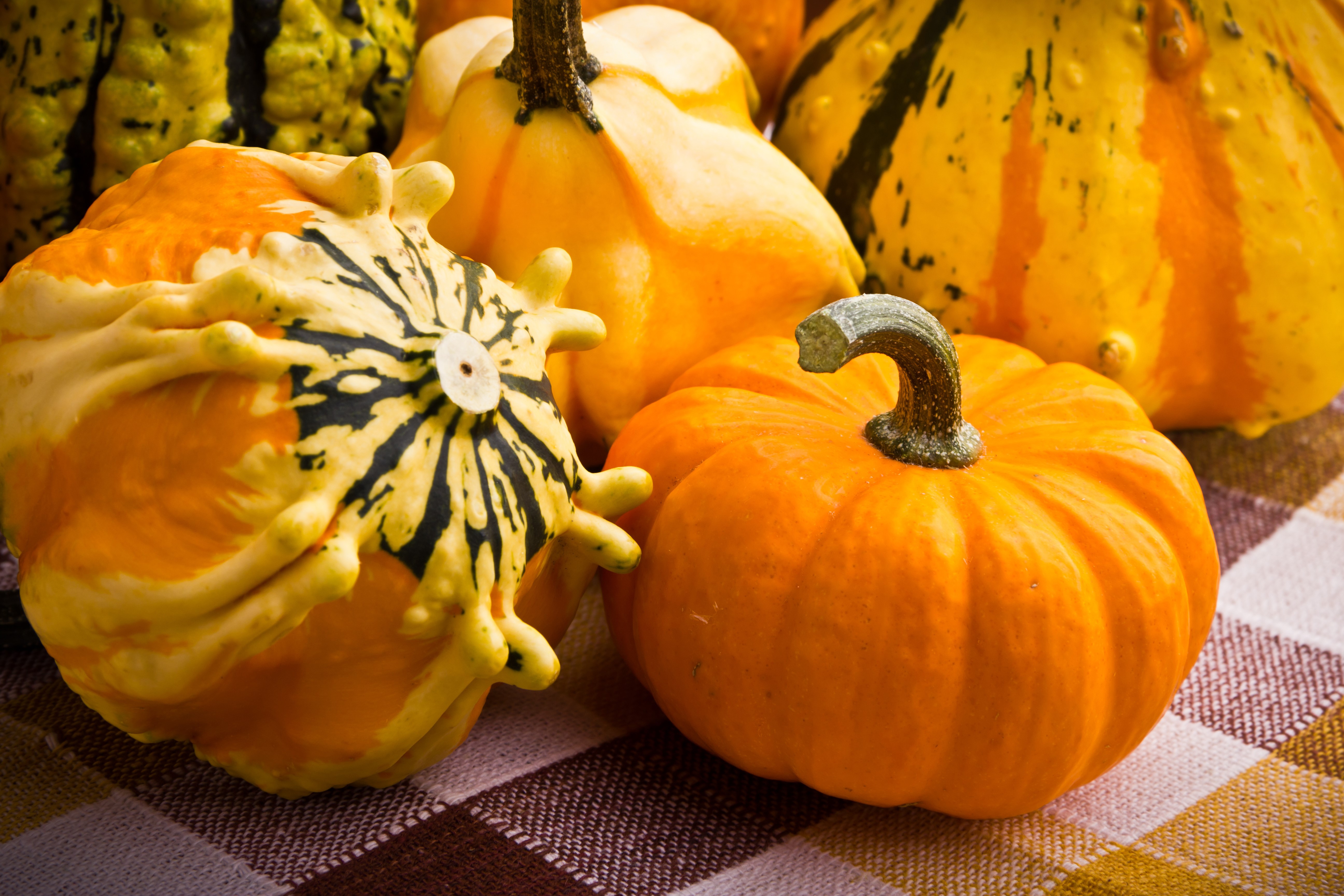 Pumpkins and gourds on a checkered cloth HD Wallpaper