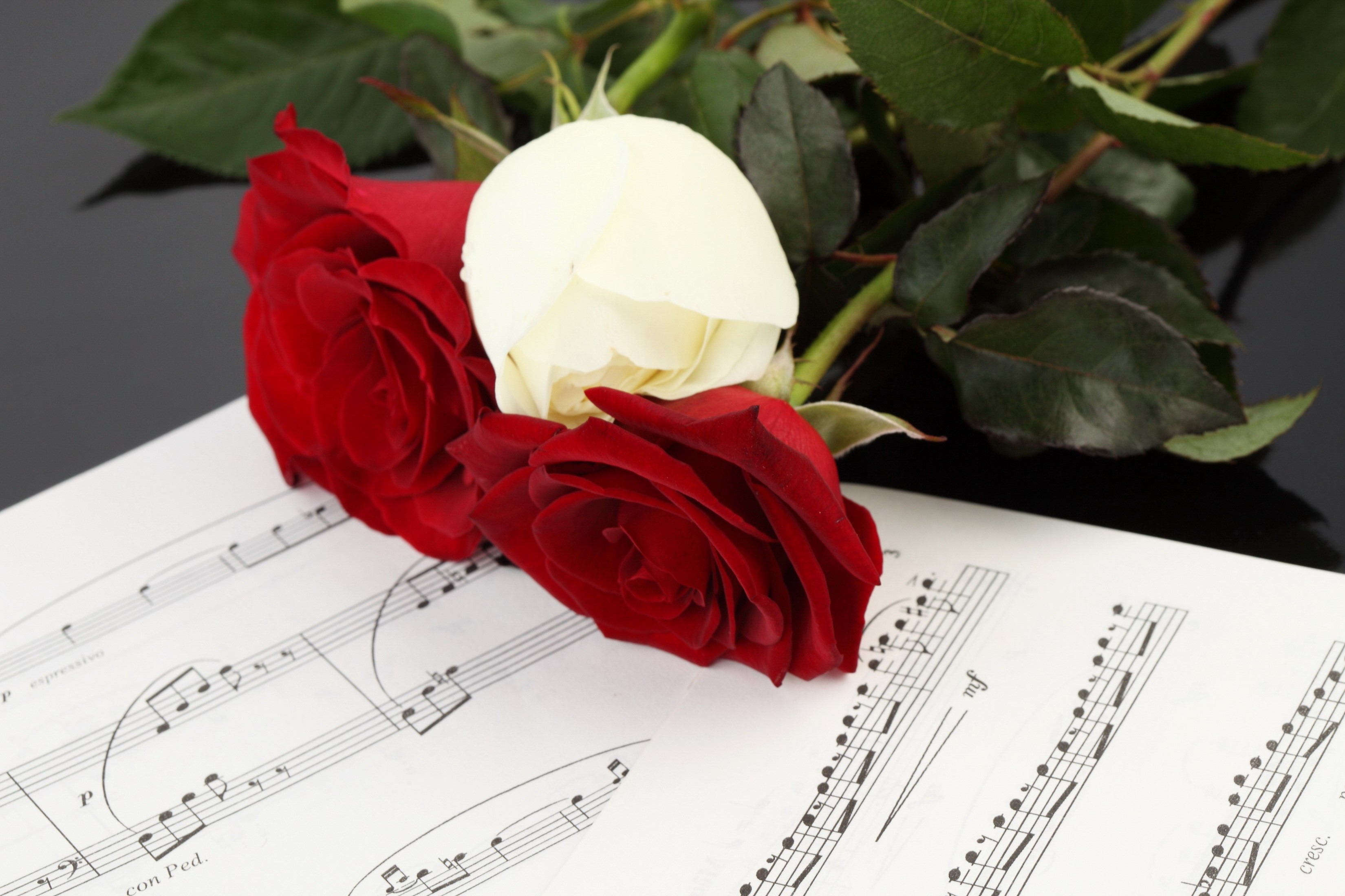Red and white roses on sheet music HD Wallpaper