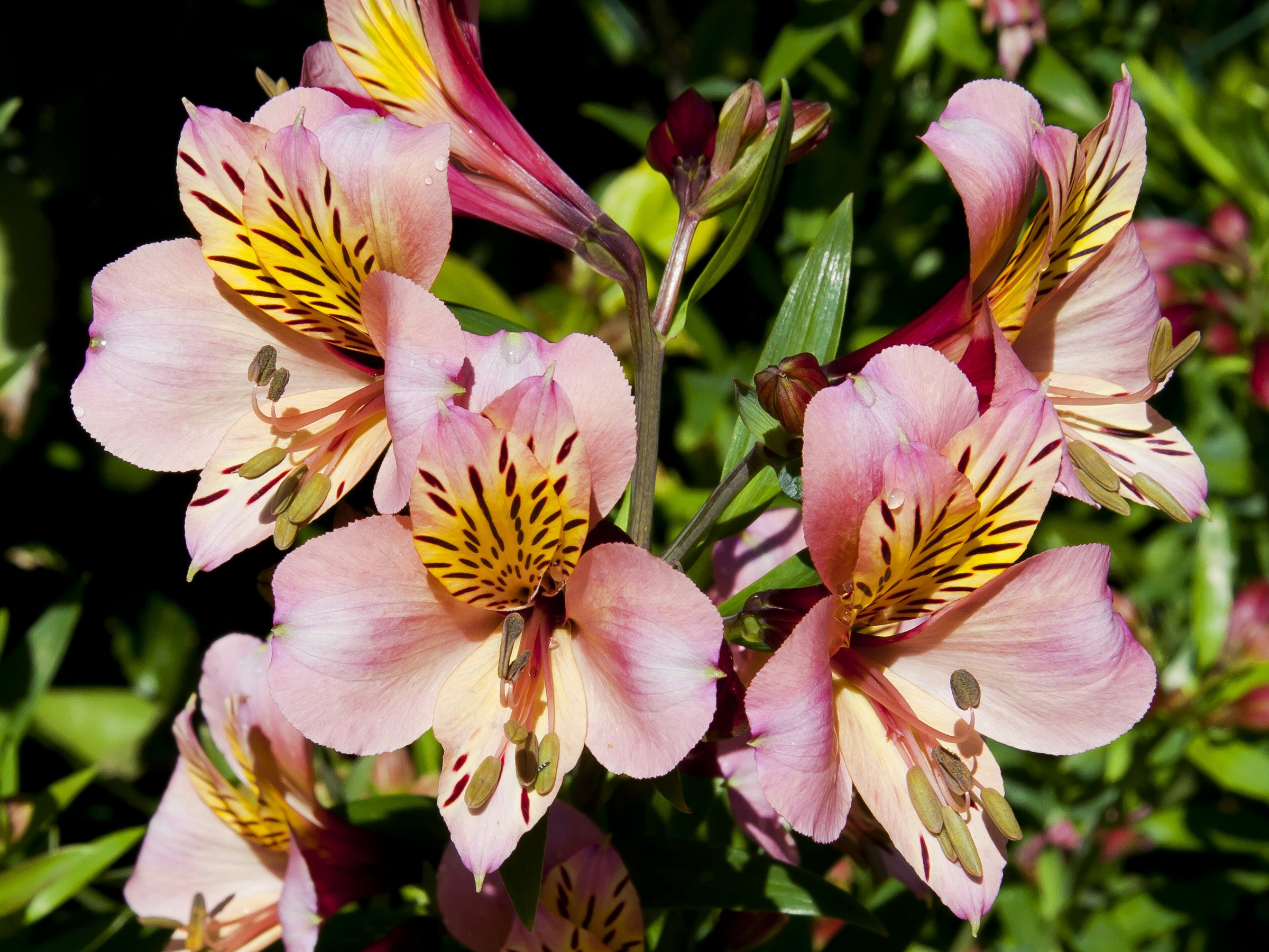 Pink and yellow Alstroemeria flowers with water droplets HD Wallpaper