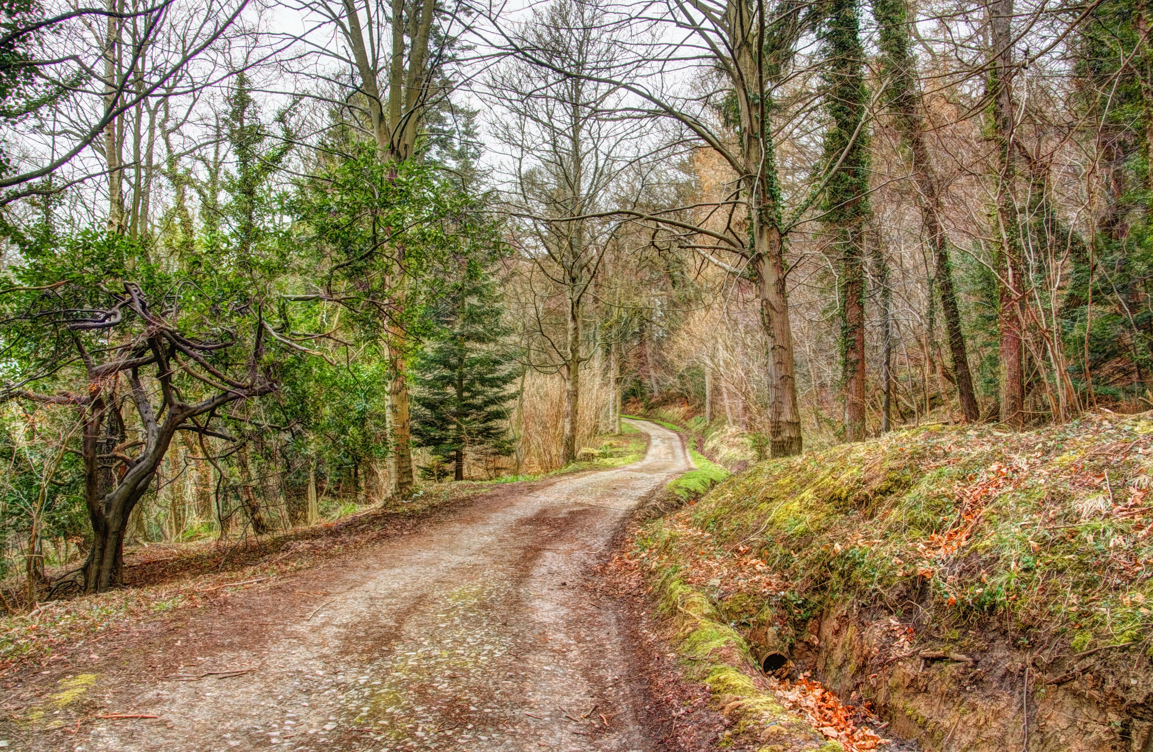 Dirt road winding through a forest in autumn HD Wallpaper